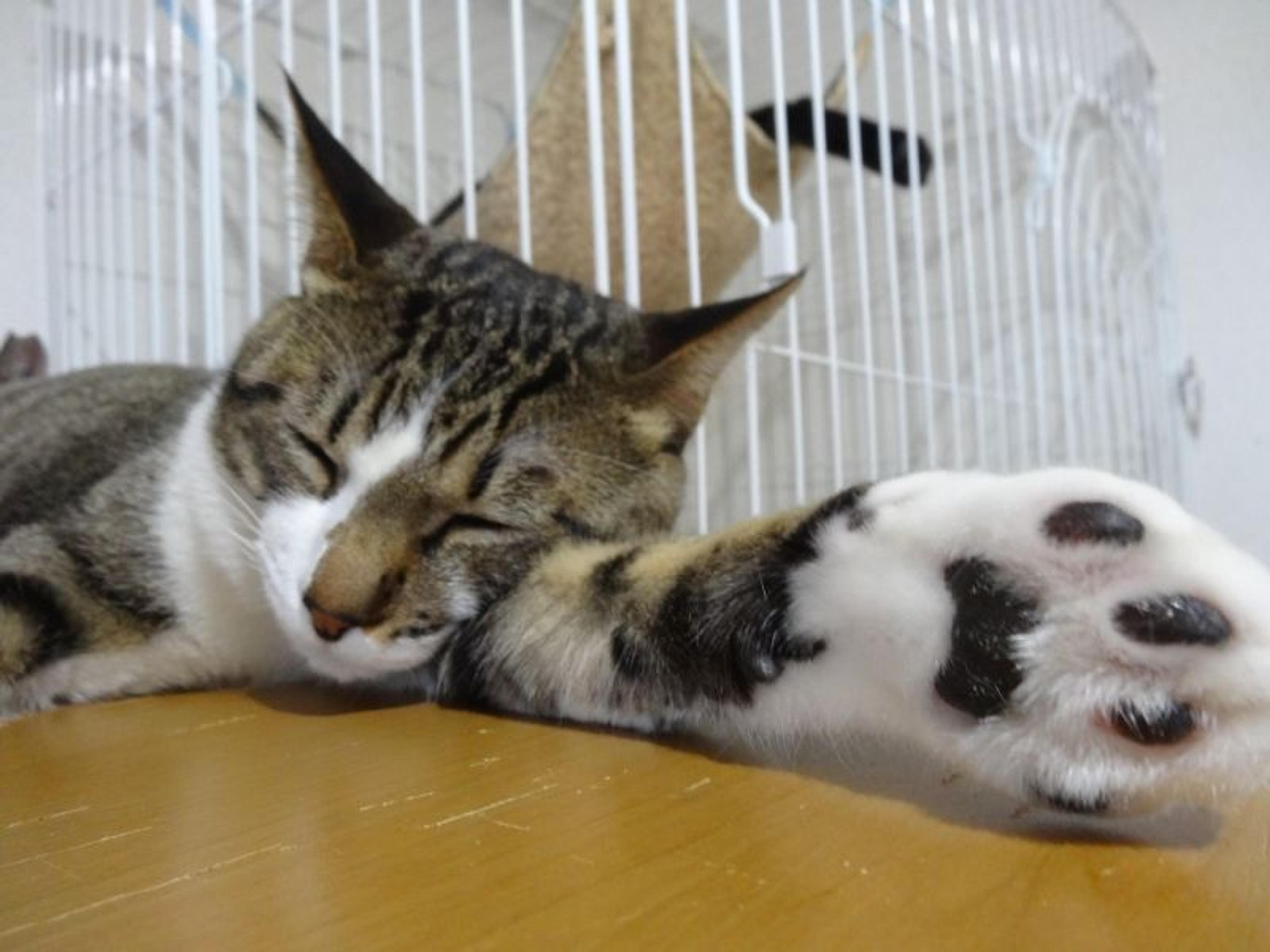 pet-image-5