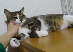 thumb-5