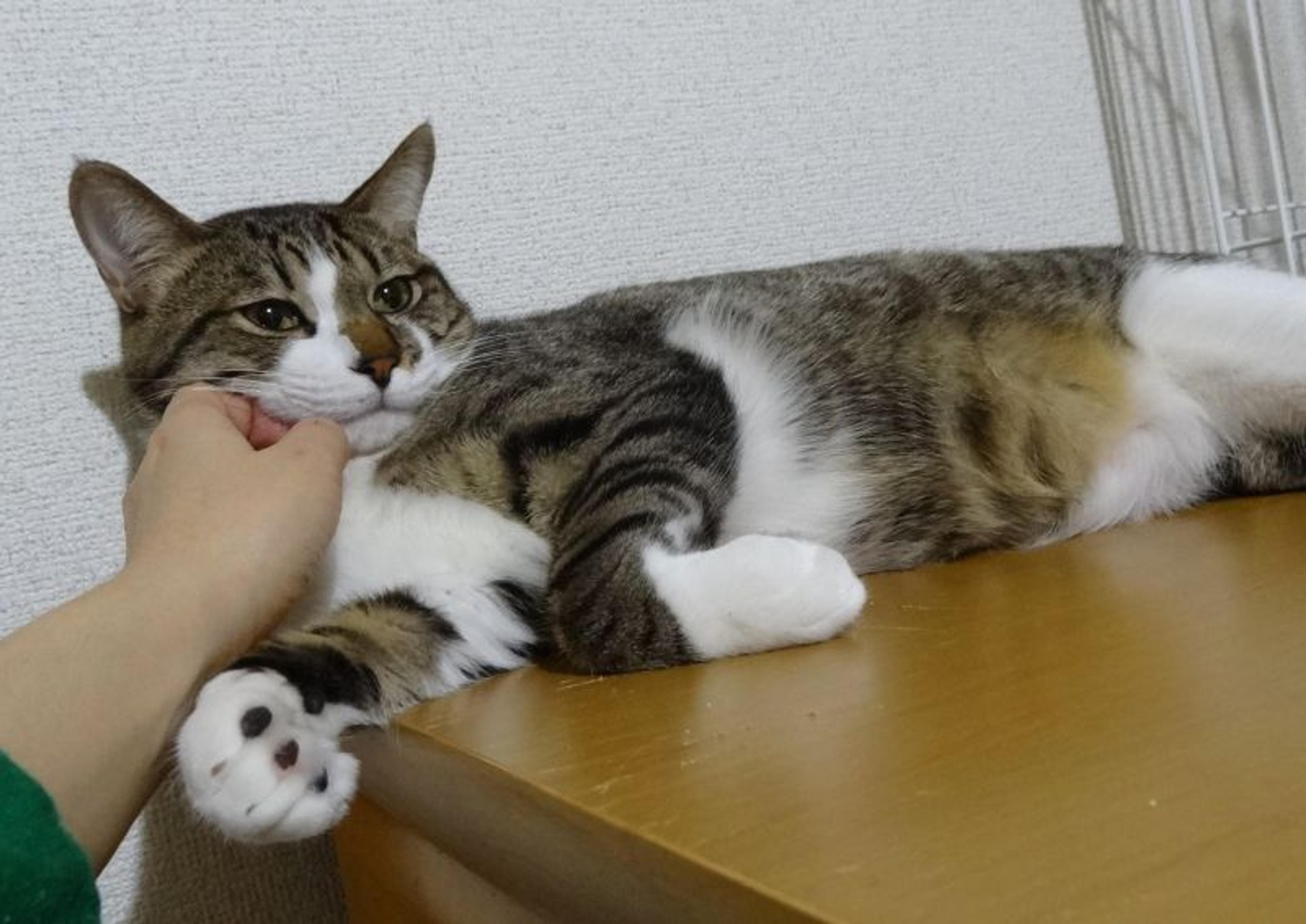 pet-image-6