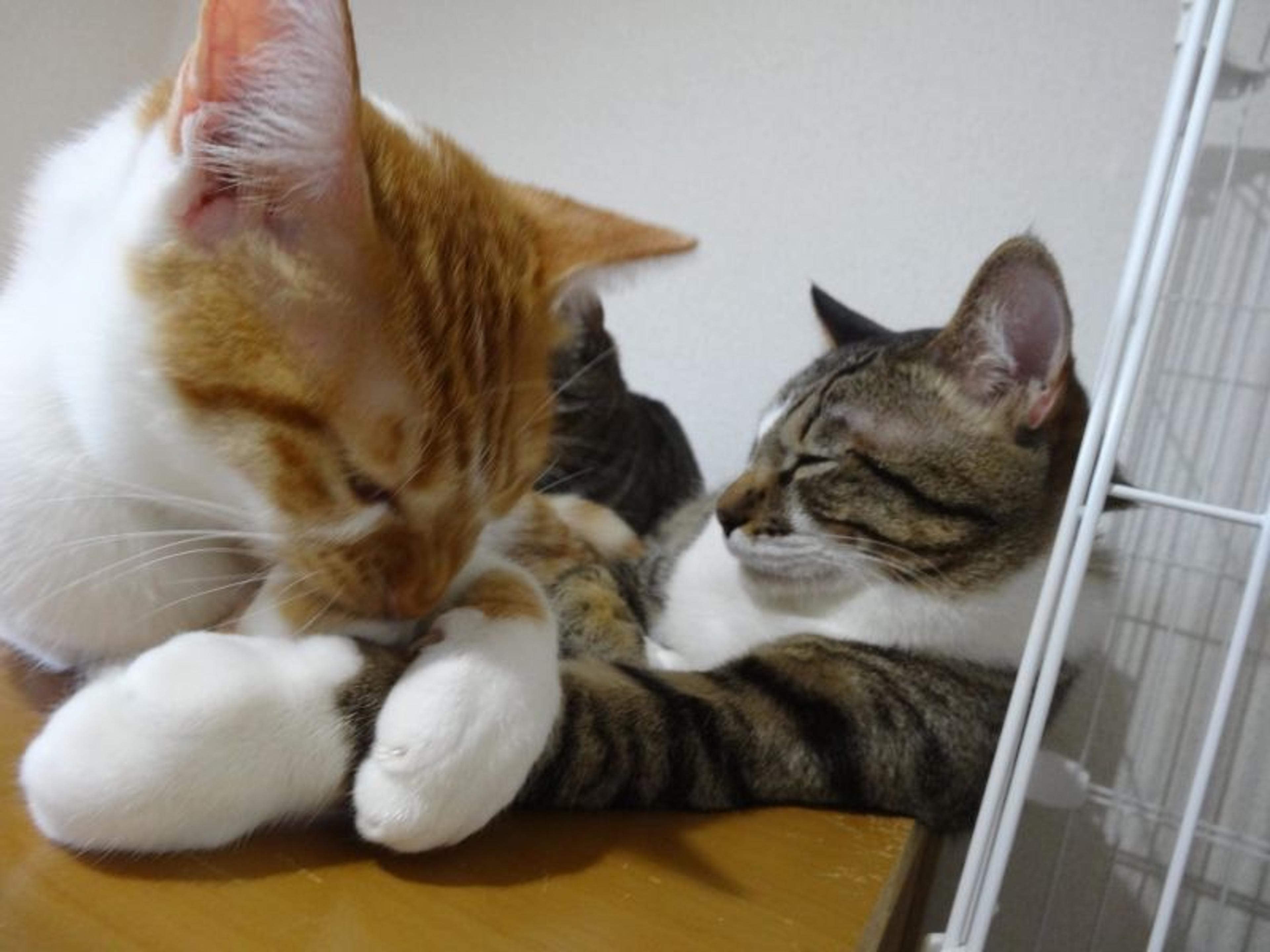 pet-image-7