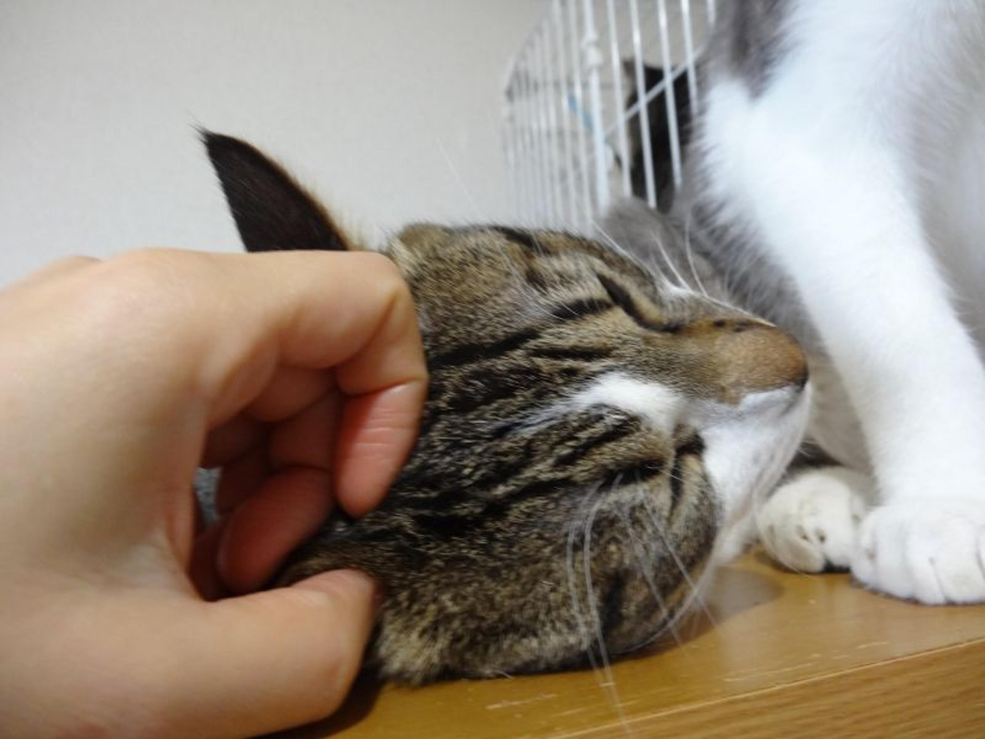 pet-image-8