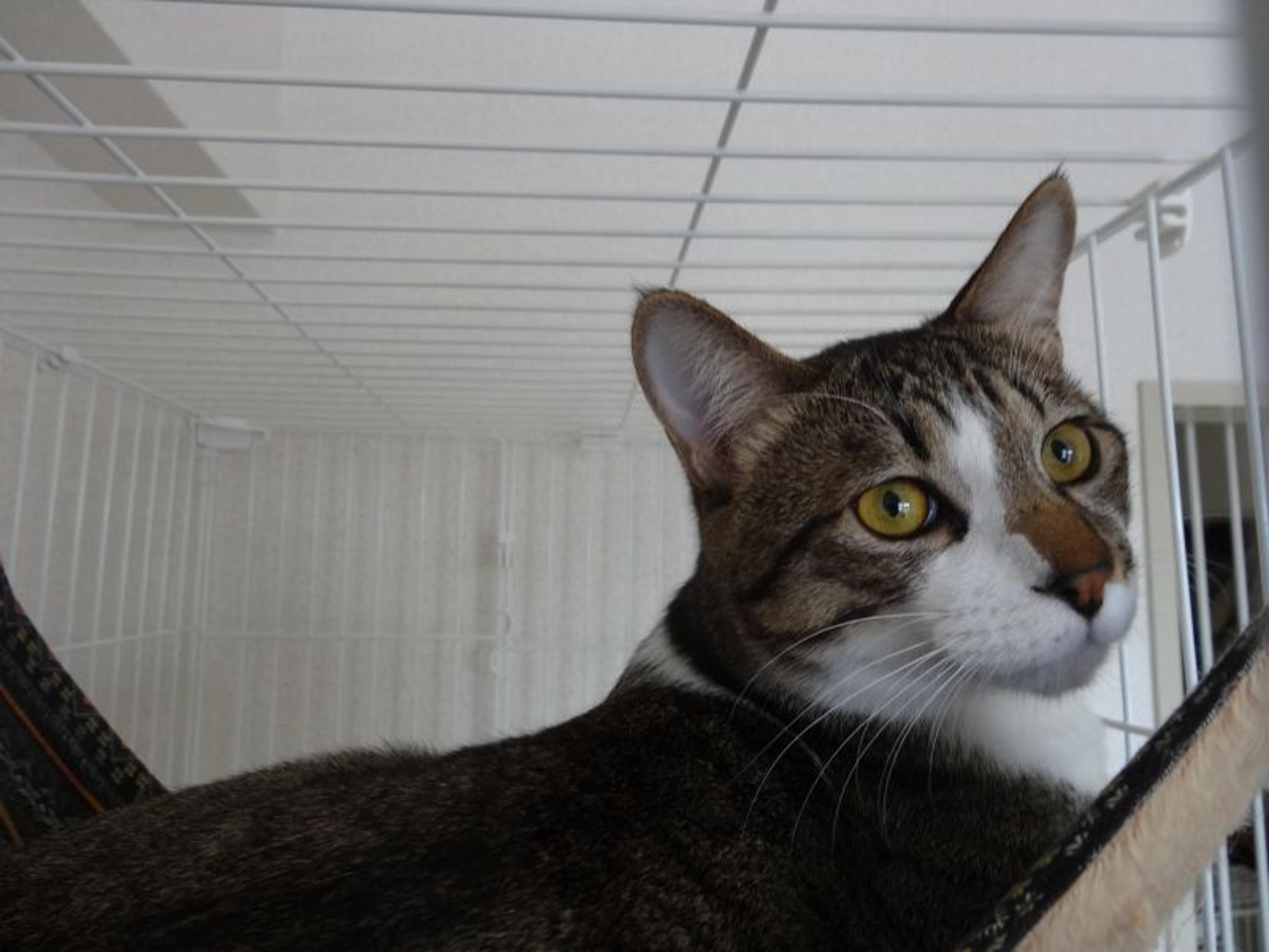 pet-image-9