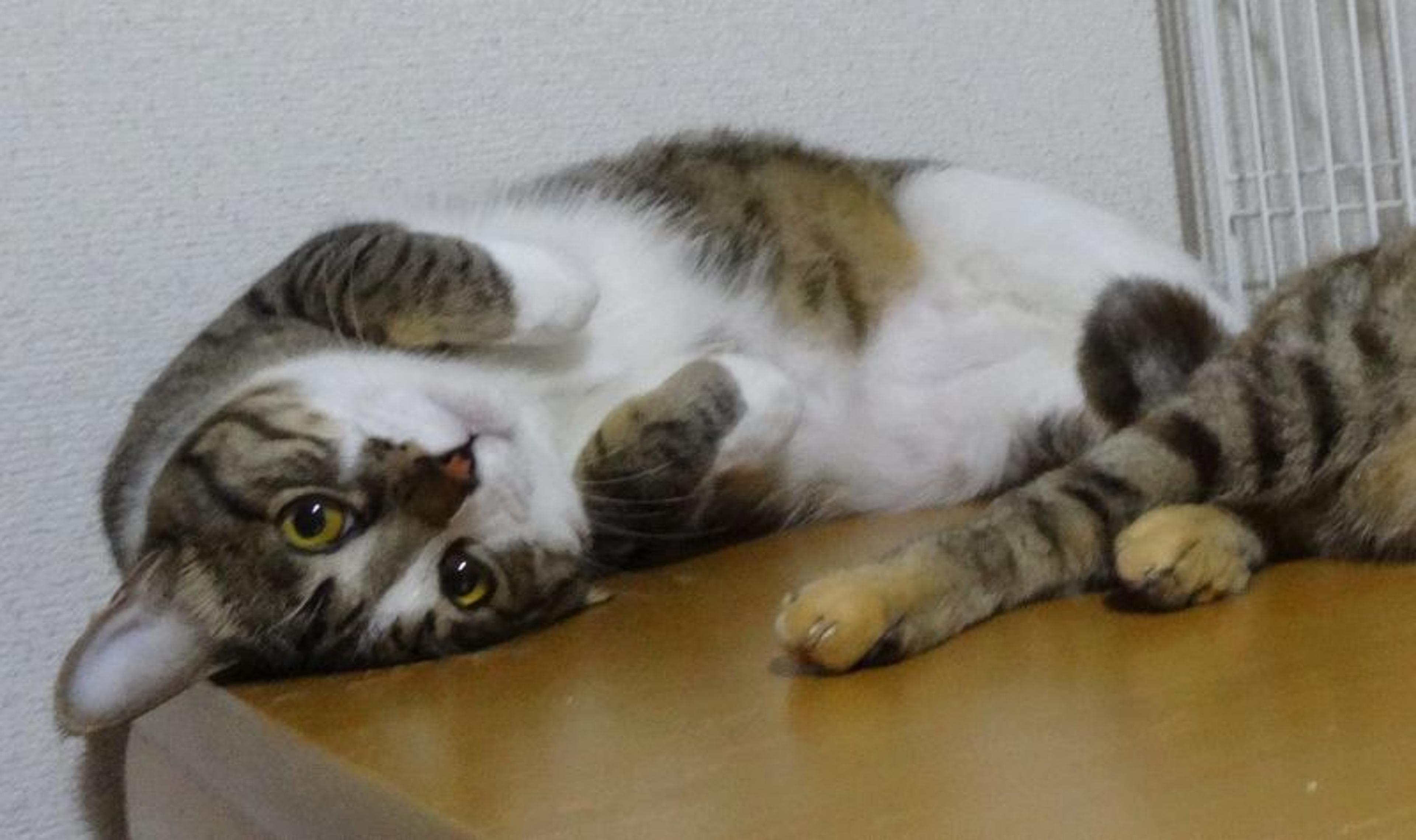 pet-image-10