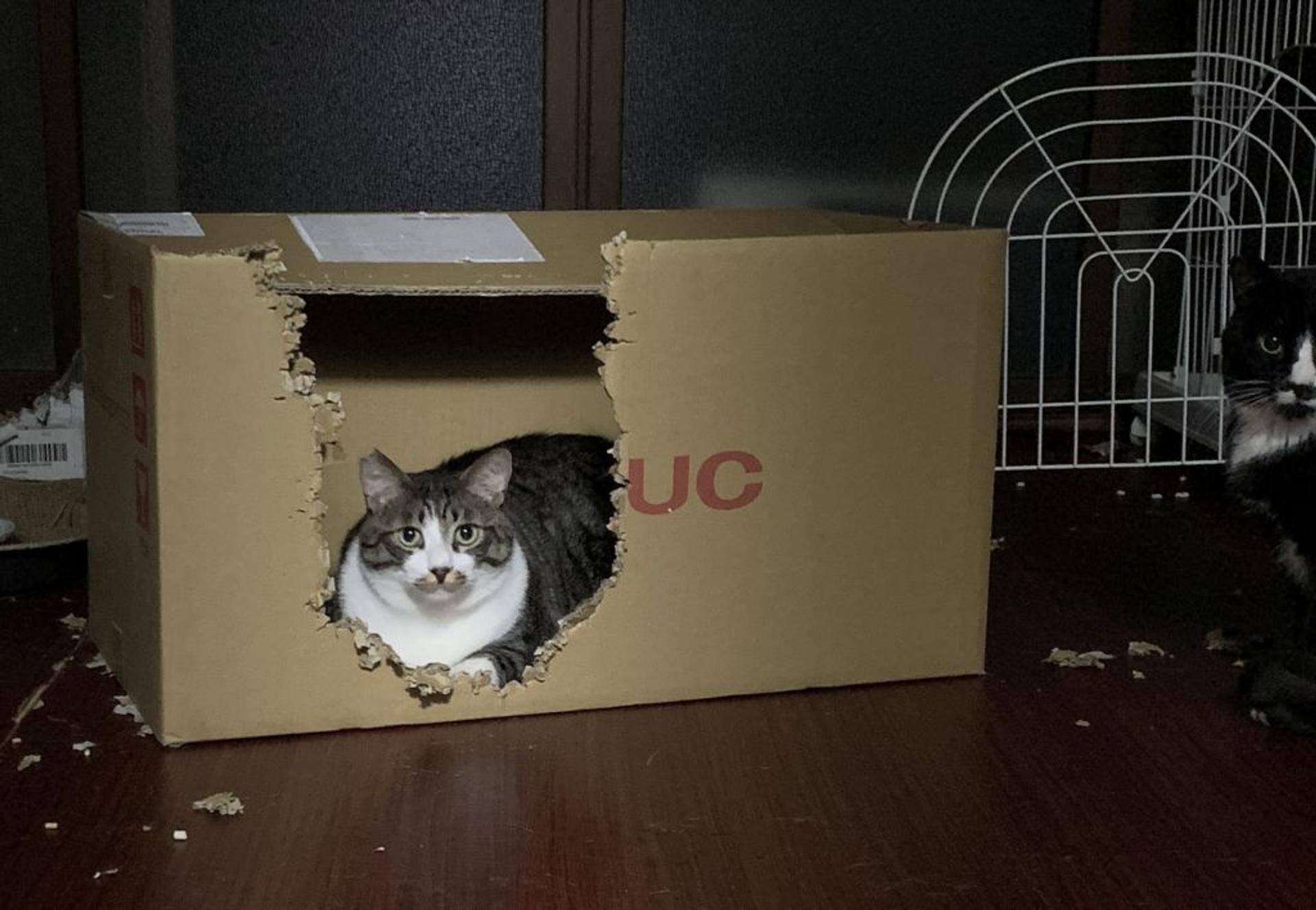 pet-image-2
