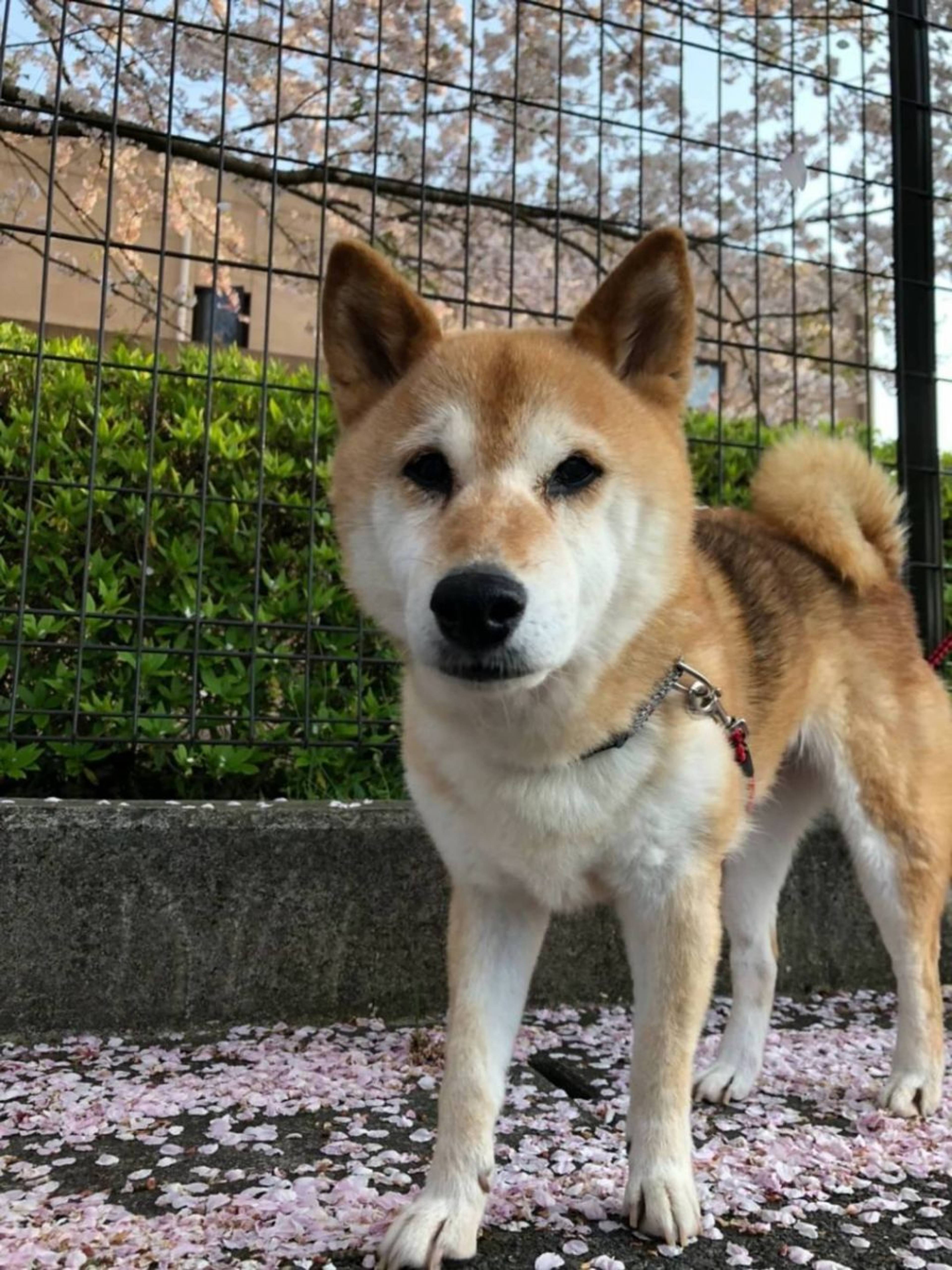 雑種（ミックス犬）・メスの里親募集の写真