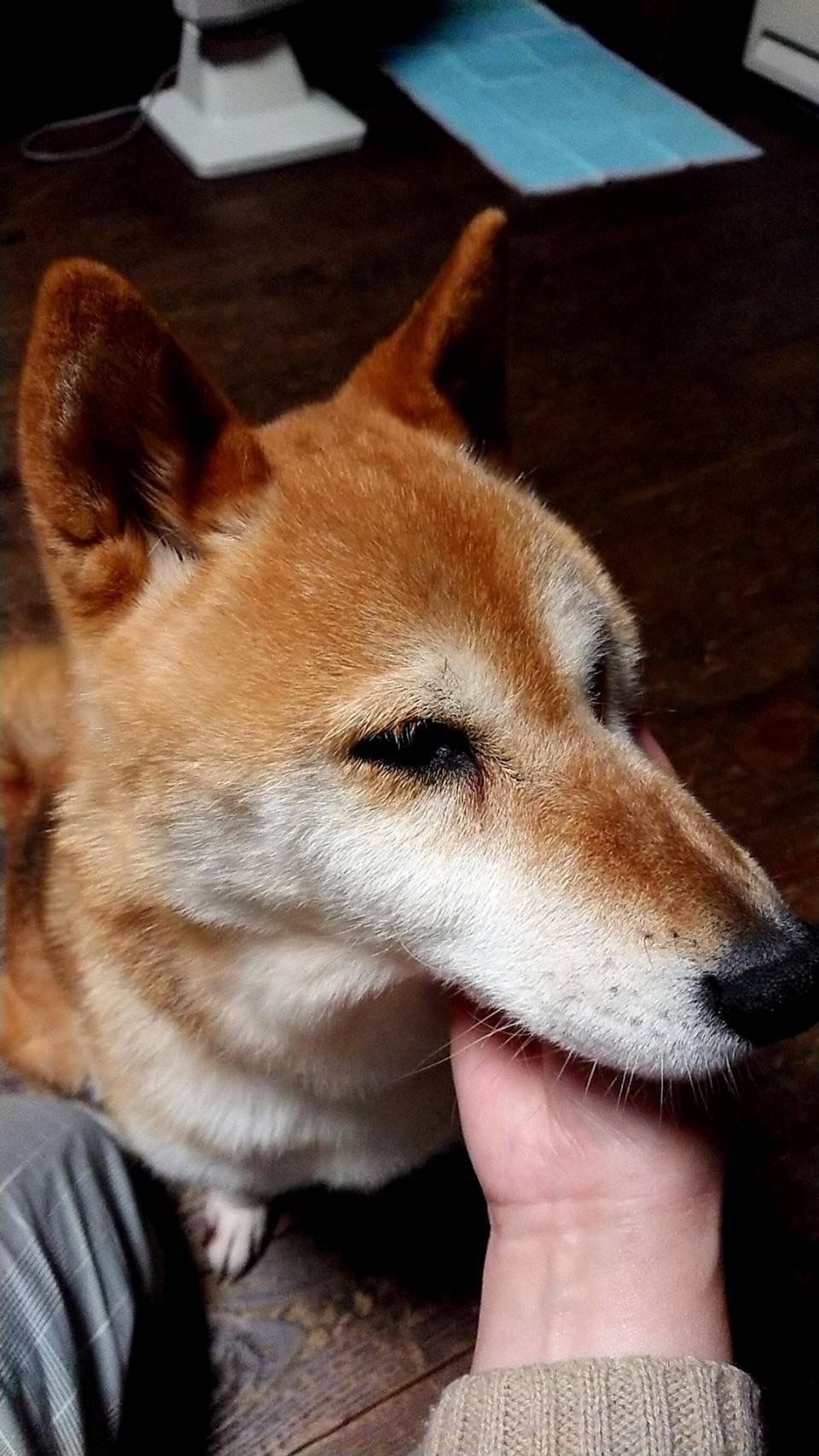 pet-image-3
