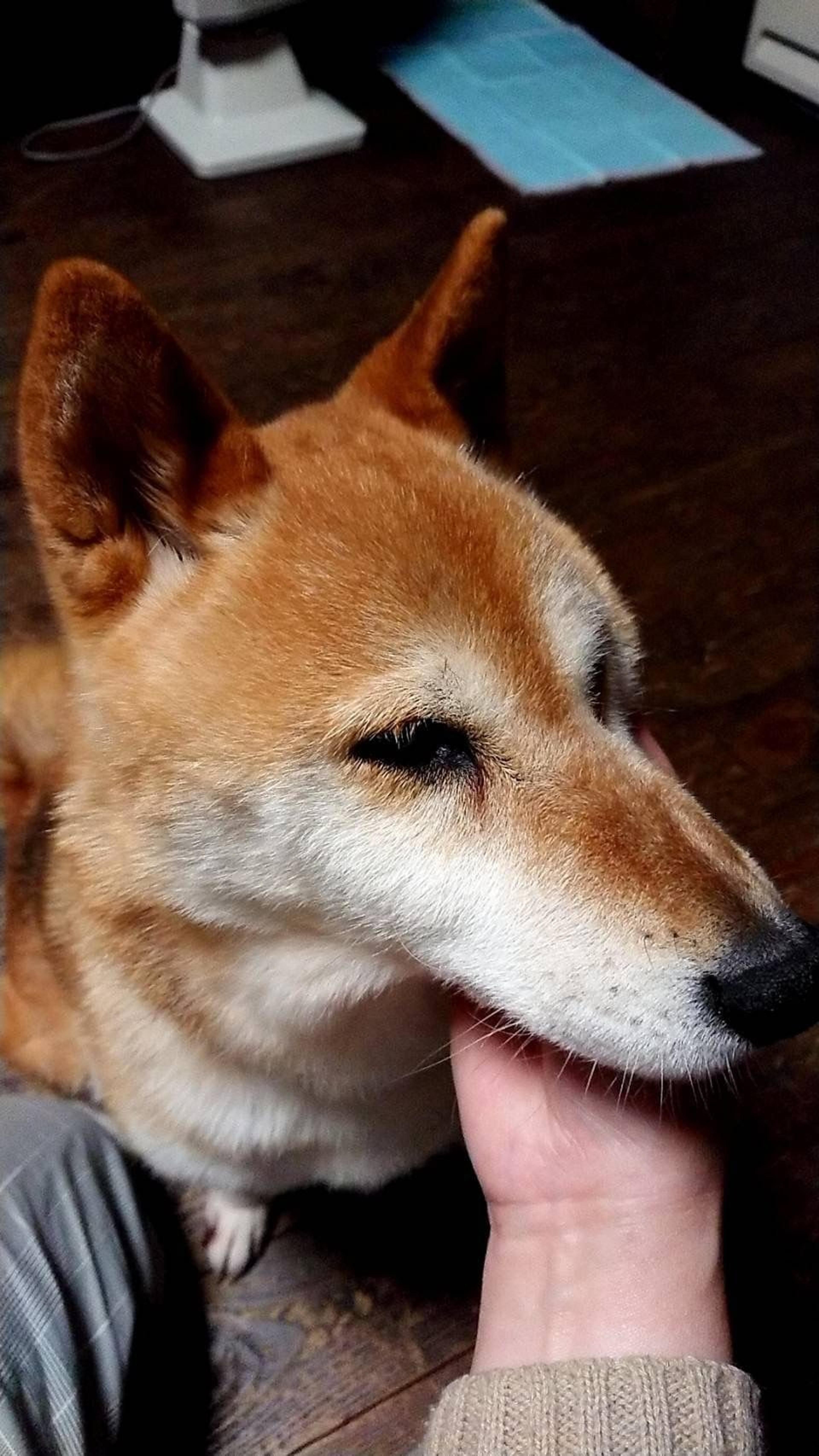 pet-image-3