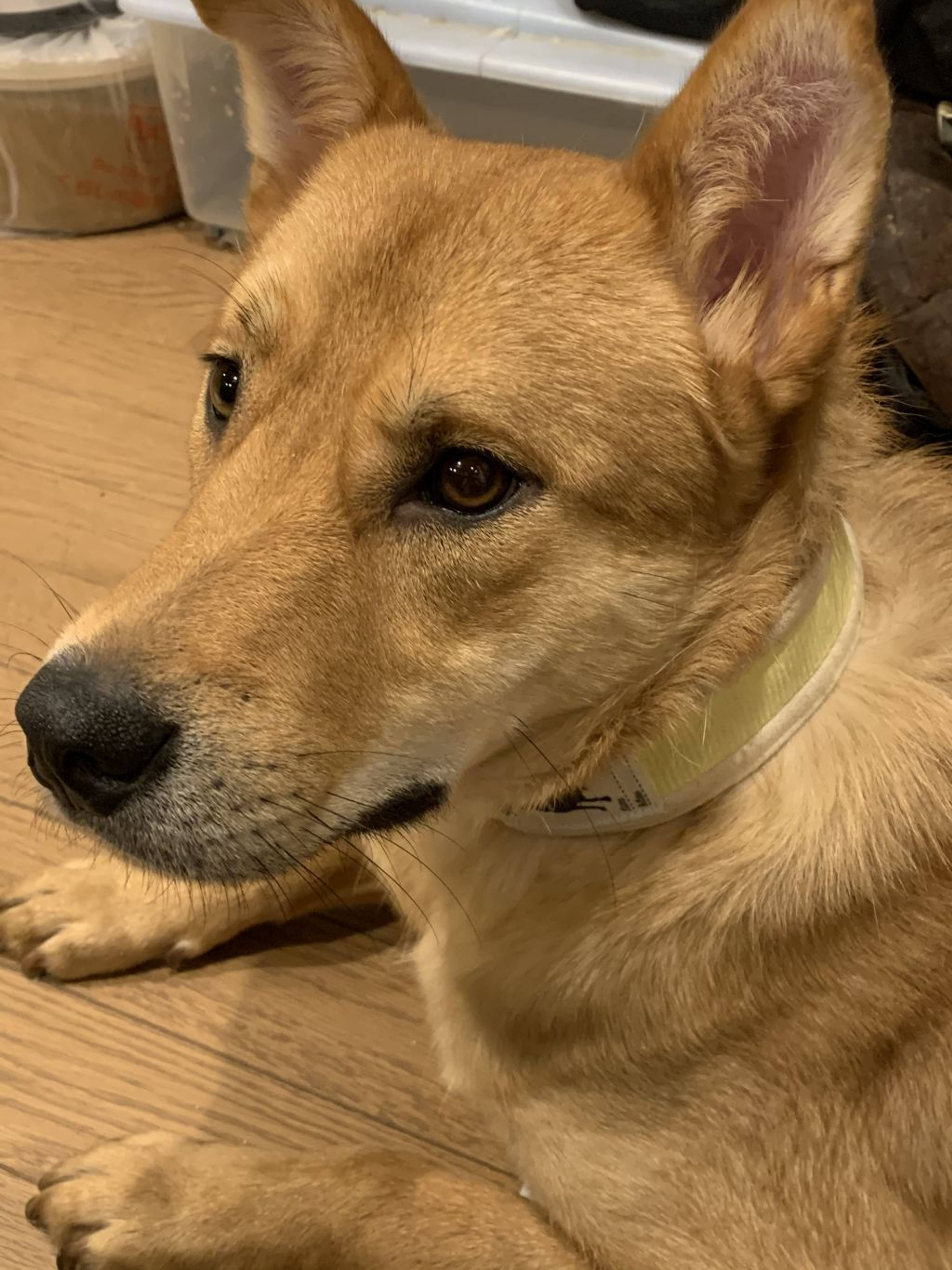 雑種（ミックス犬）・オスの里親募集の写真
