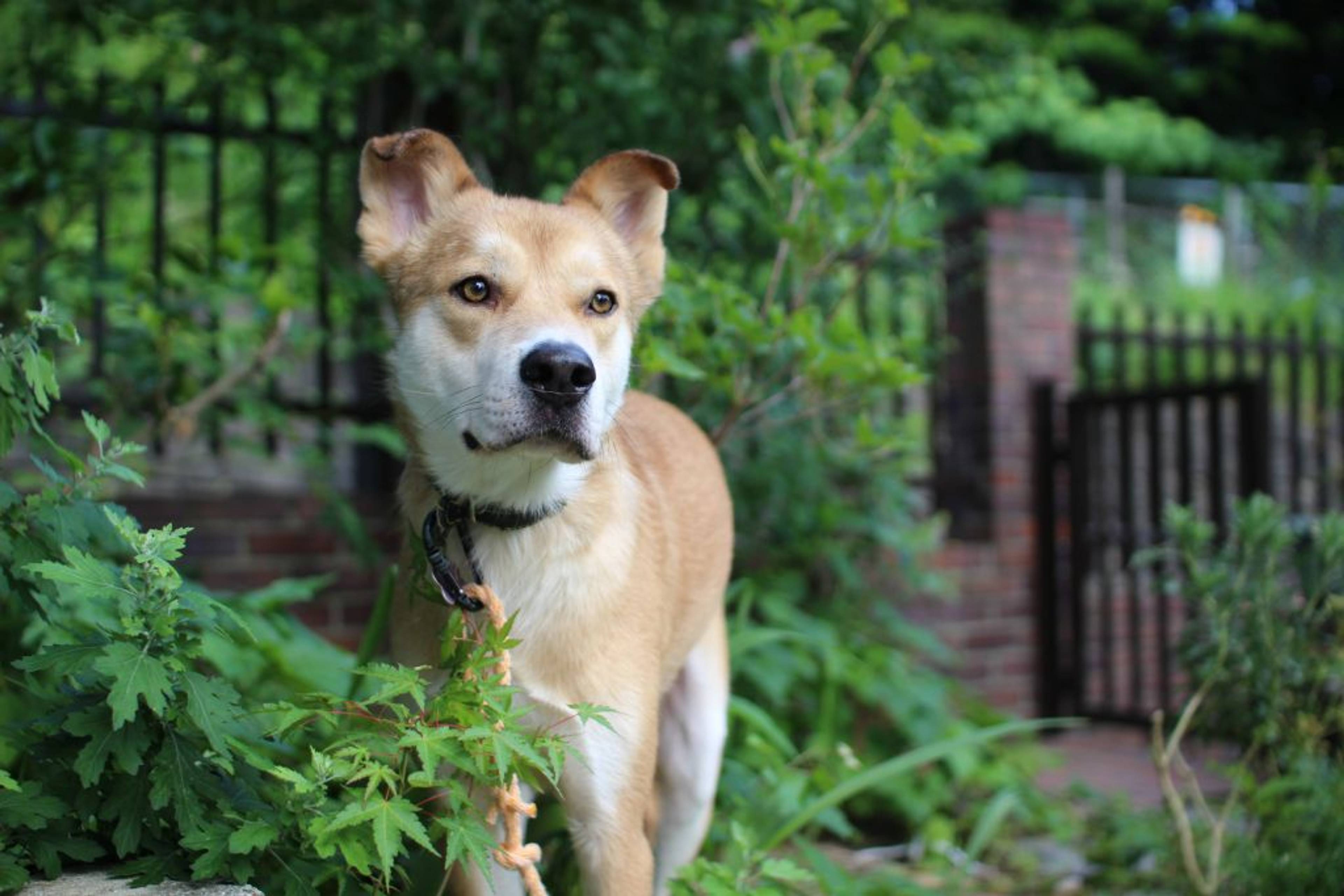 雑種（ミックス犬）・オスの里親募集の写真