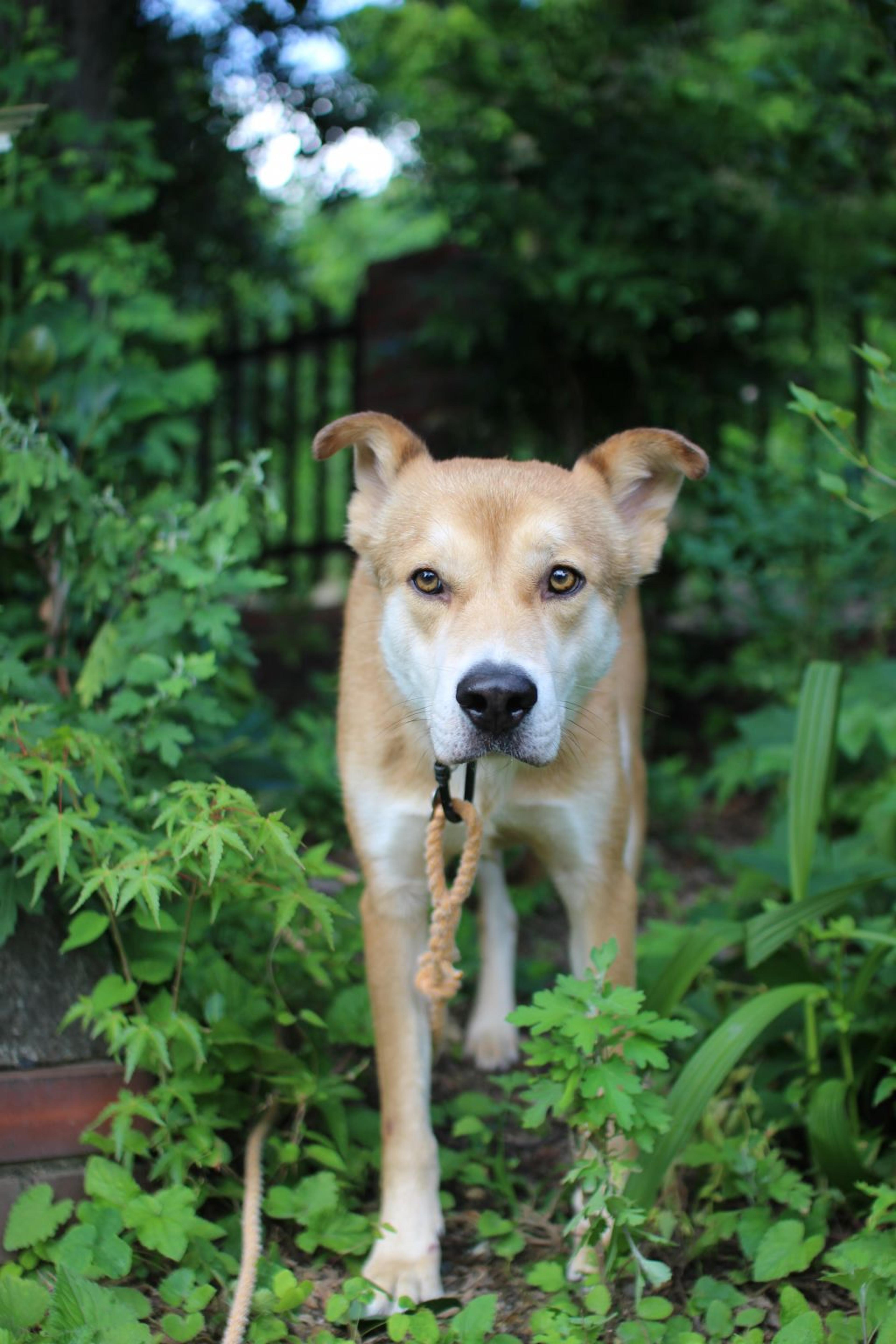 pet-image-2
