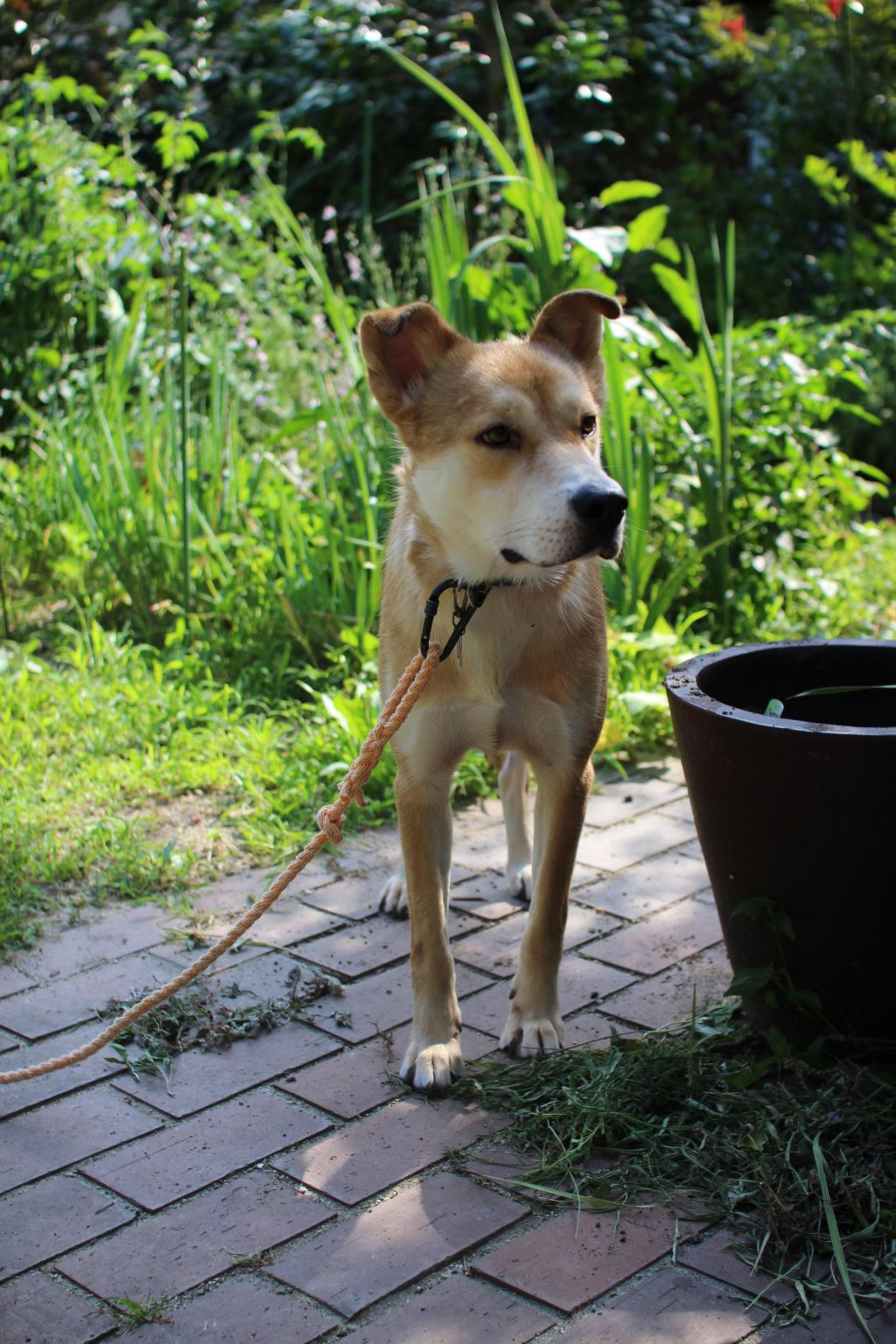pet-image-3