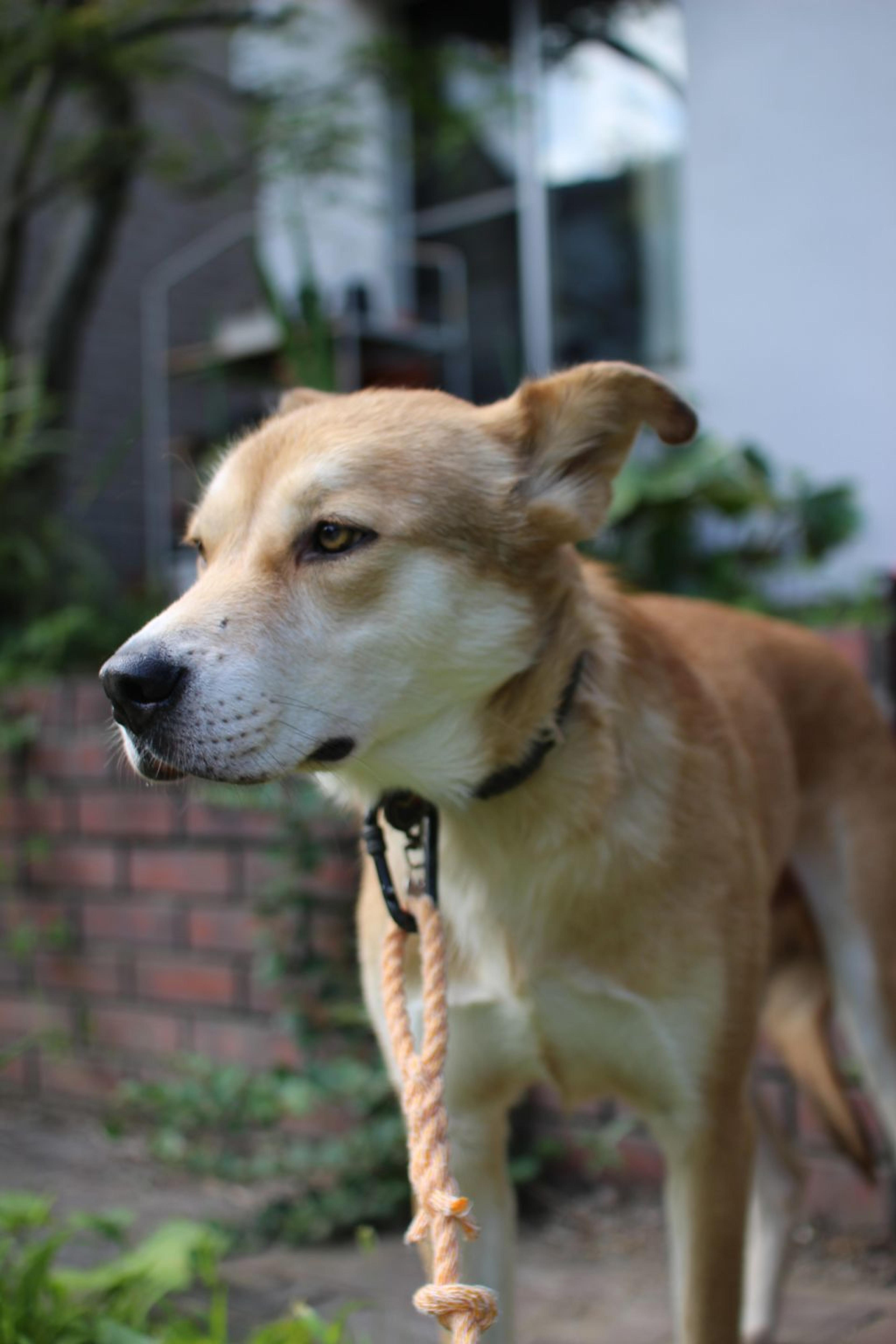 pet-image-4