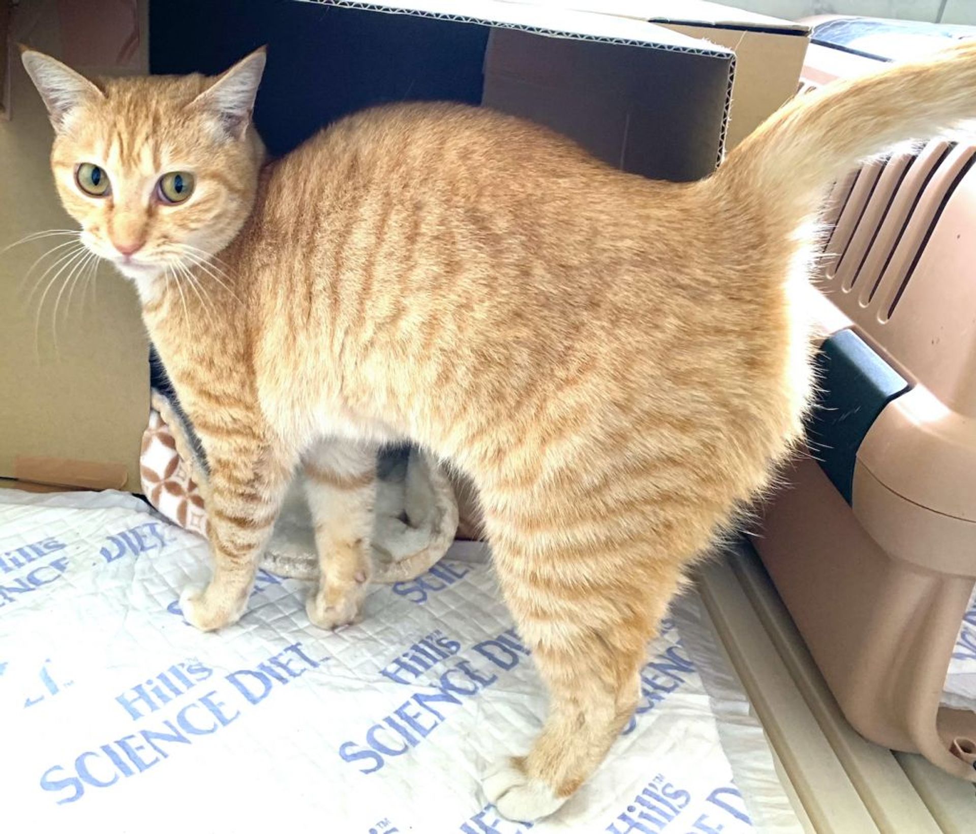 雑種（ミックス猫）・メスの里親募集の写真