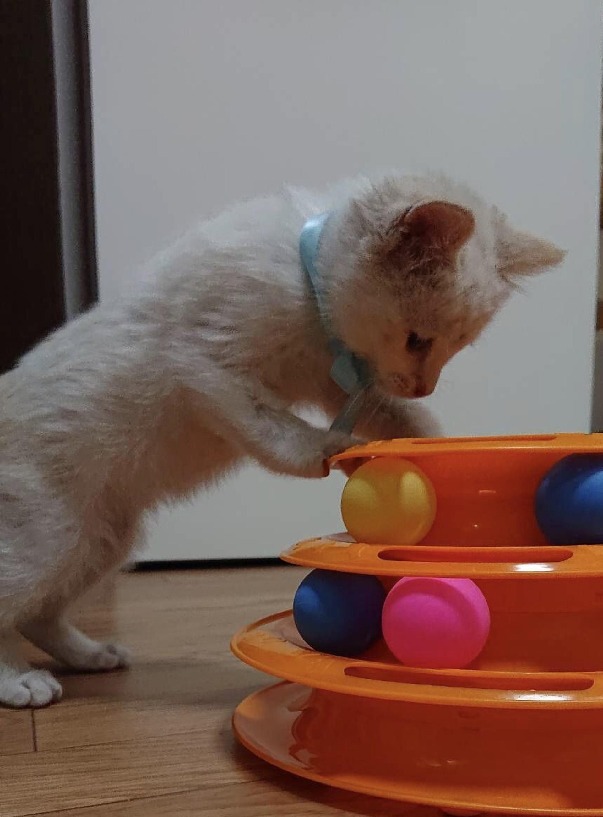 pet-image-3