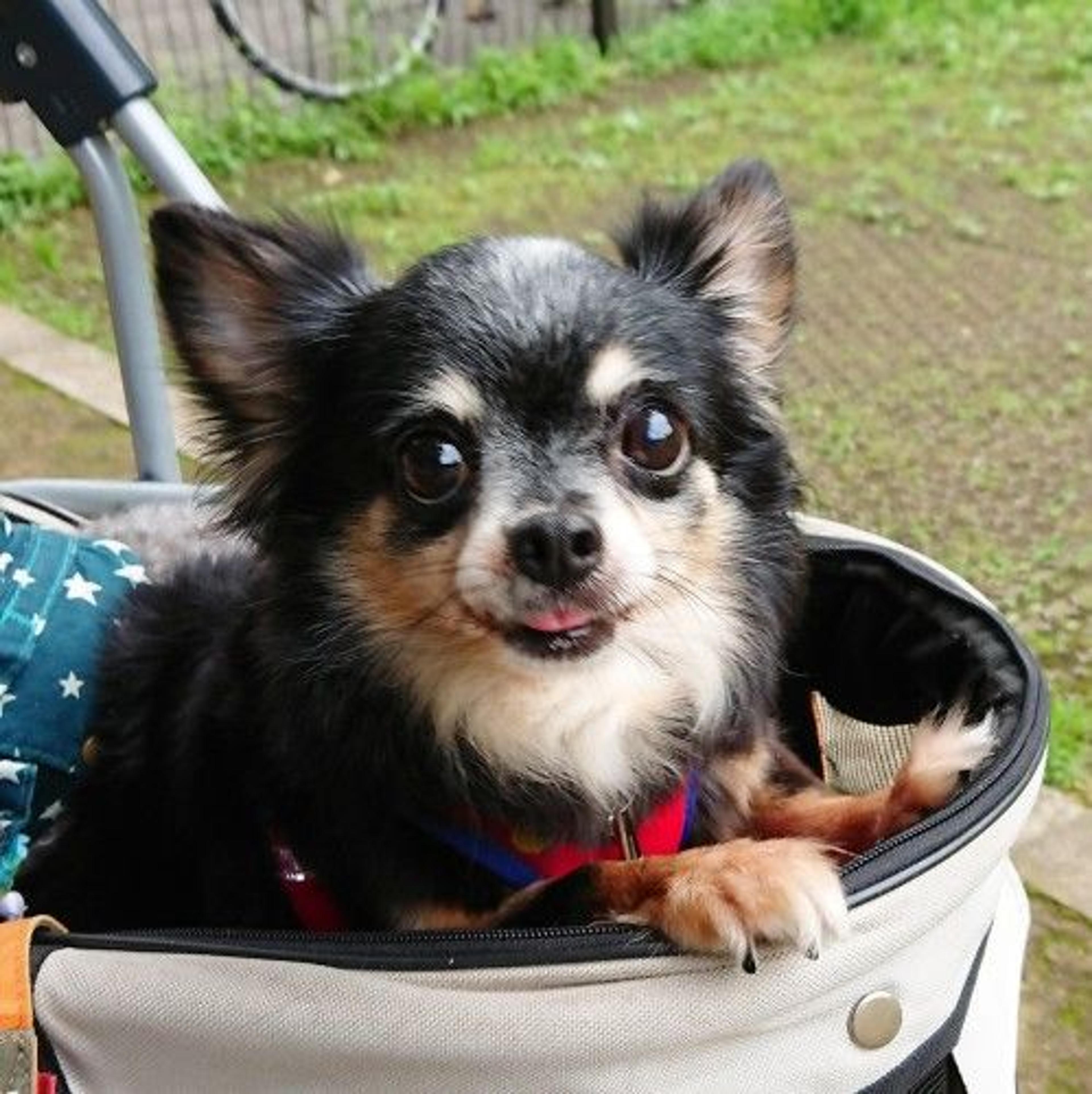 pet-image-2