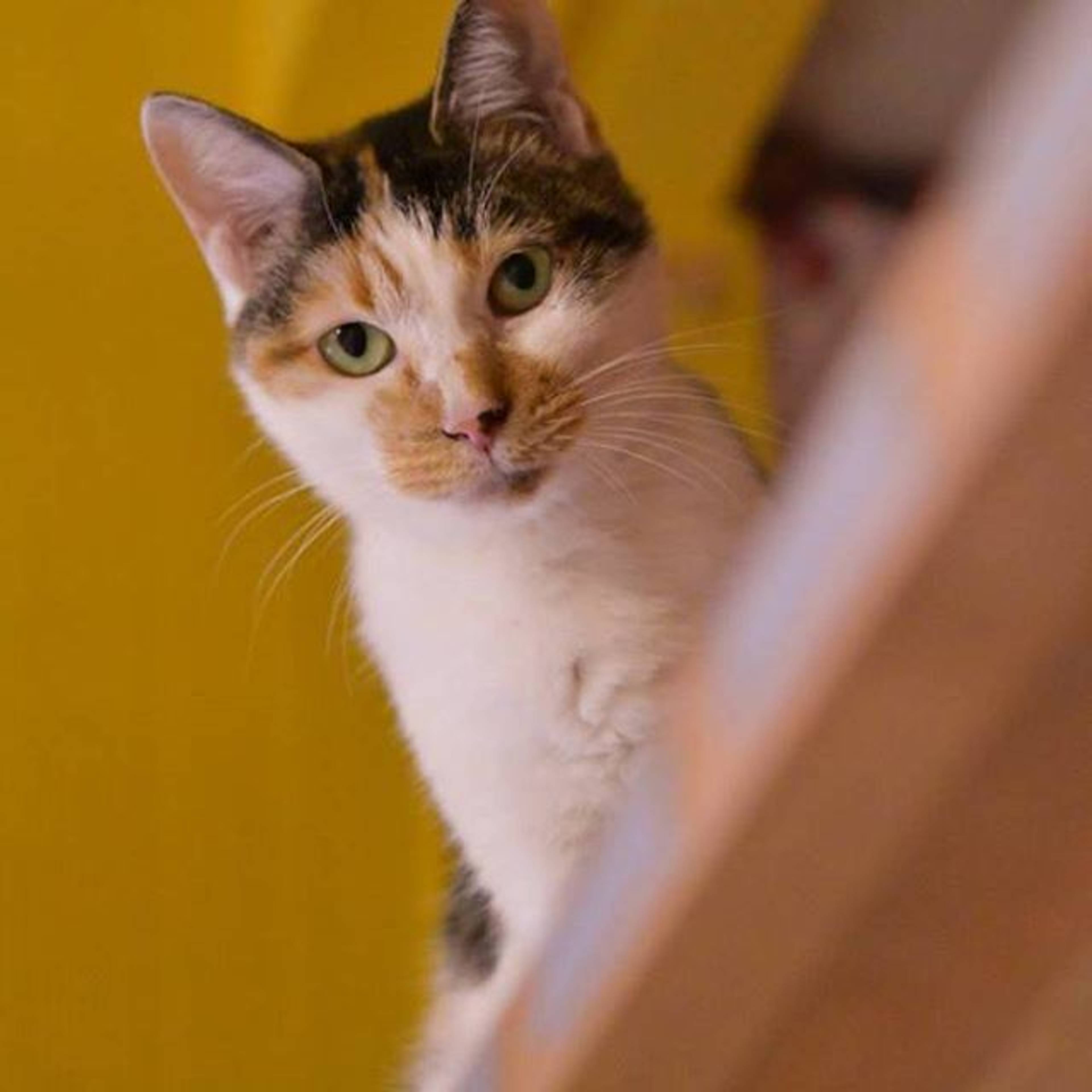 雑種（ミックス猫）・メスの里親募集の写真