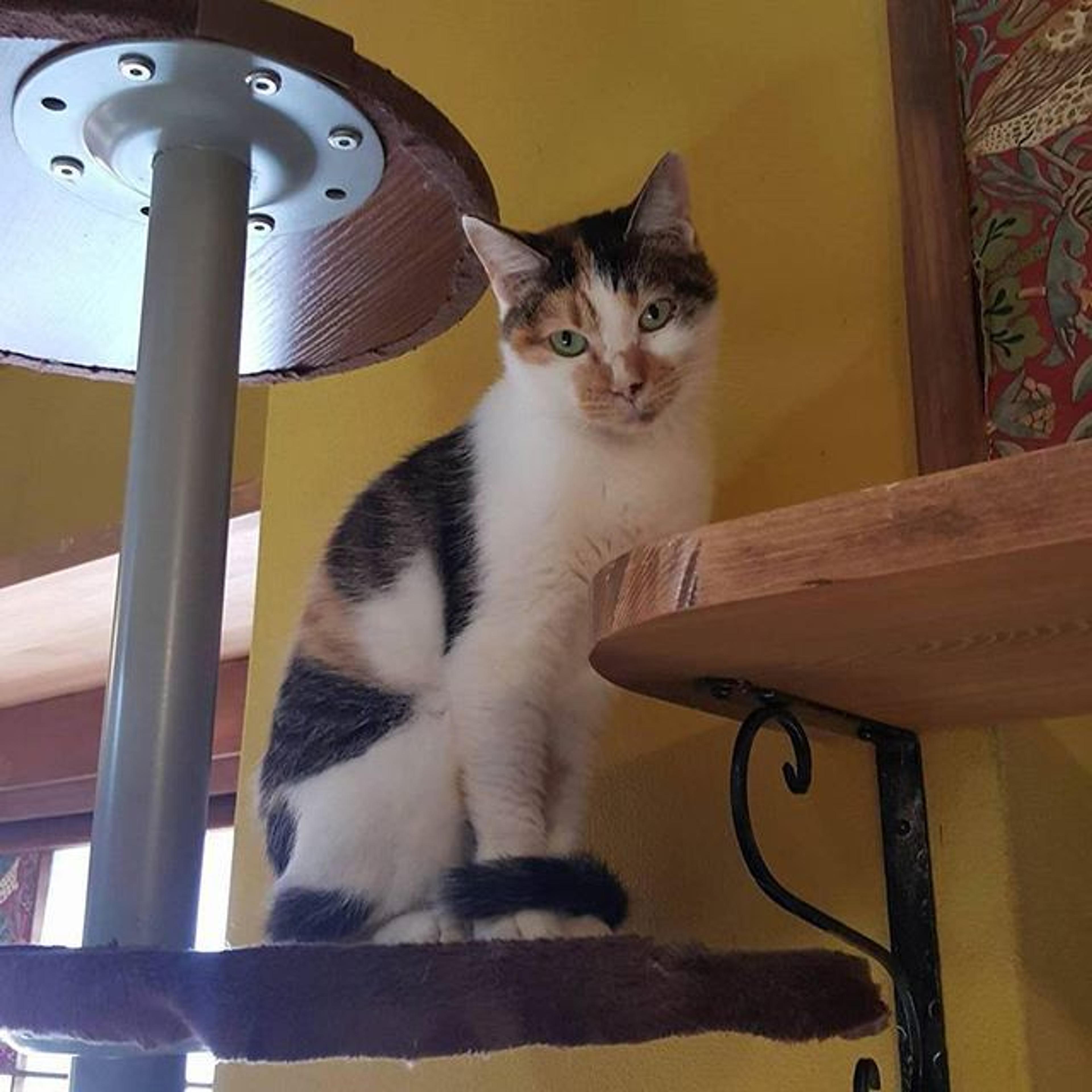 pet-image-2