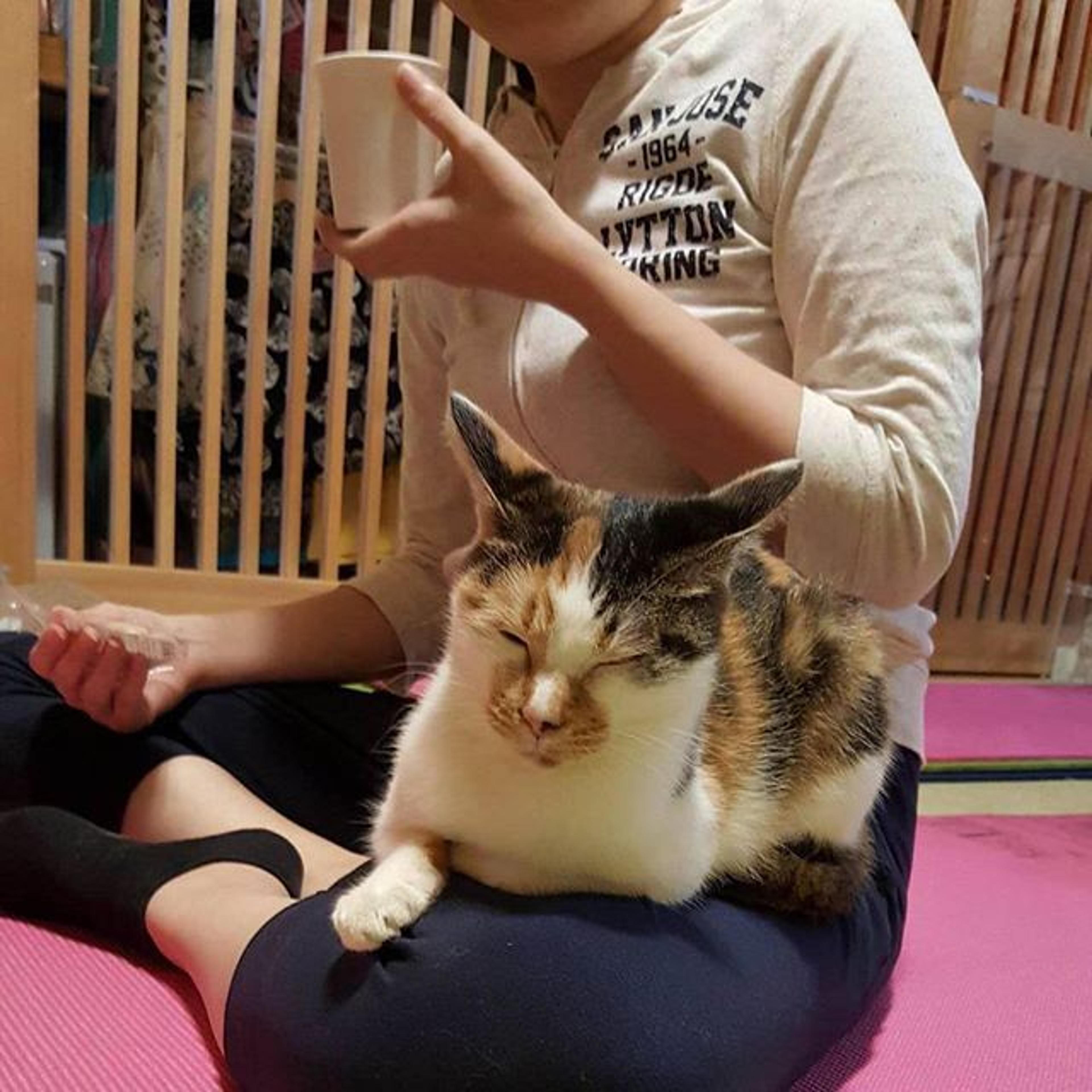 pet-image-3