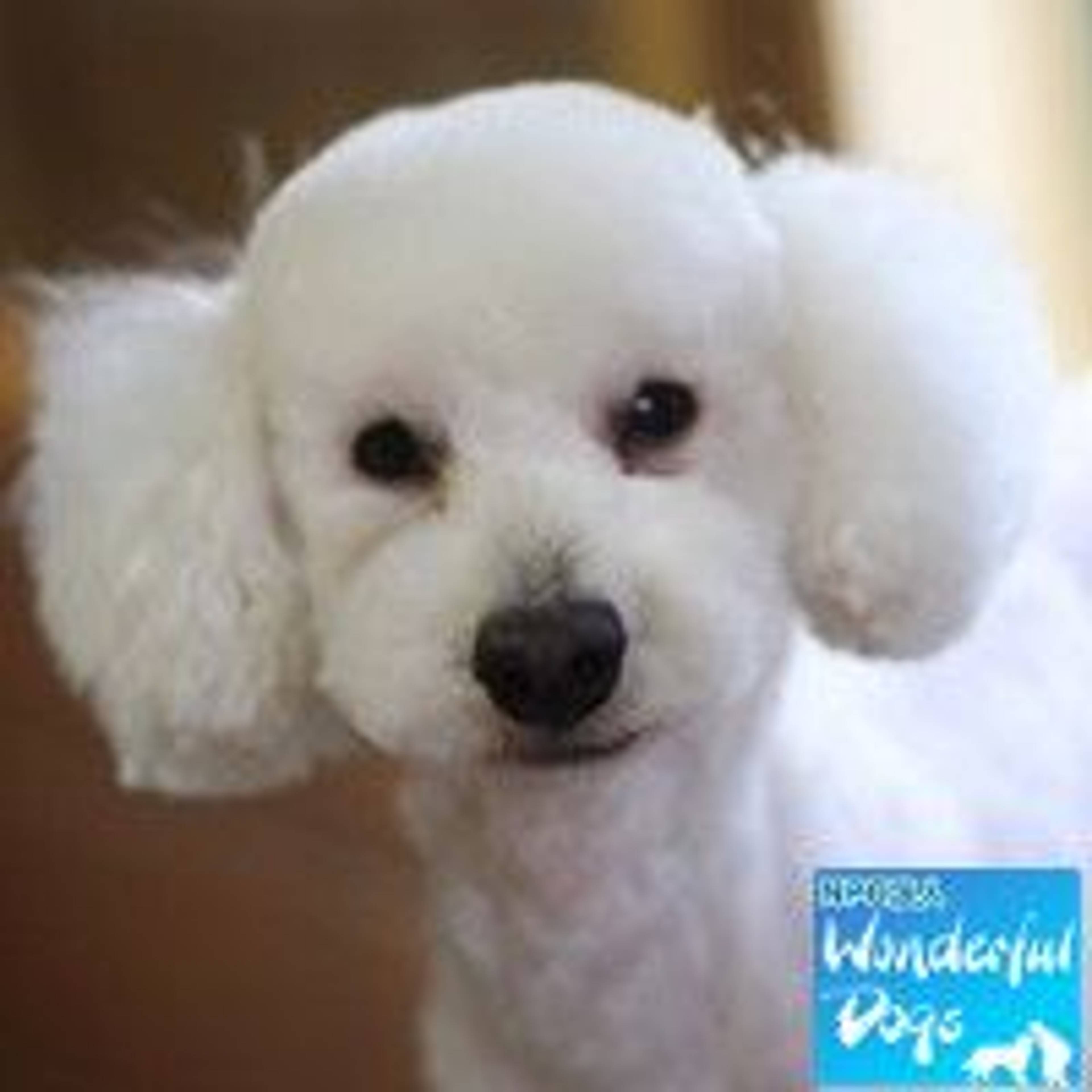トイプードル・メスの里親募集の写真