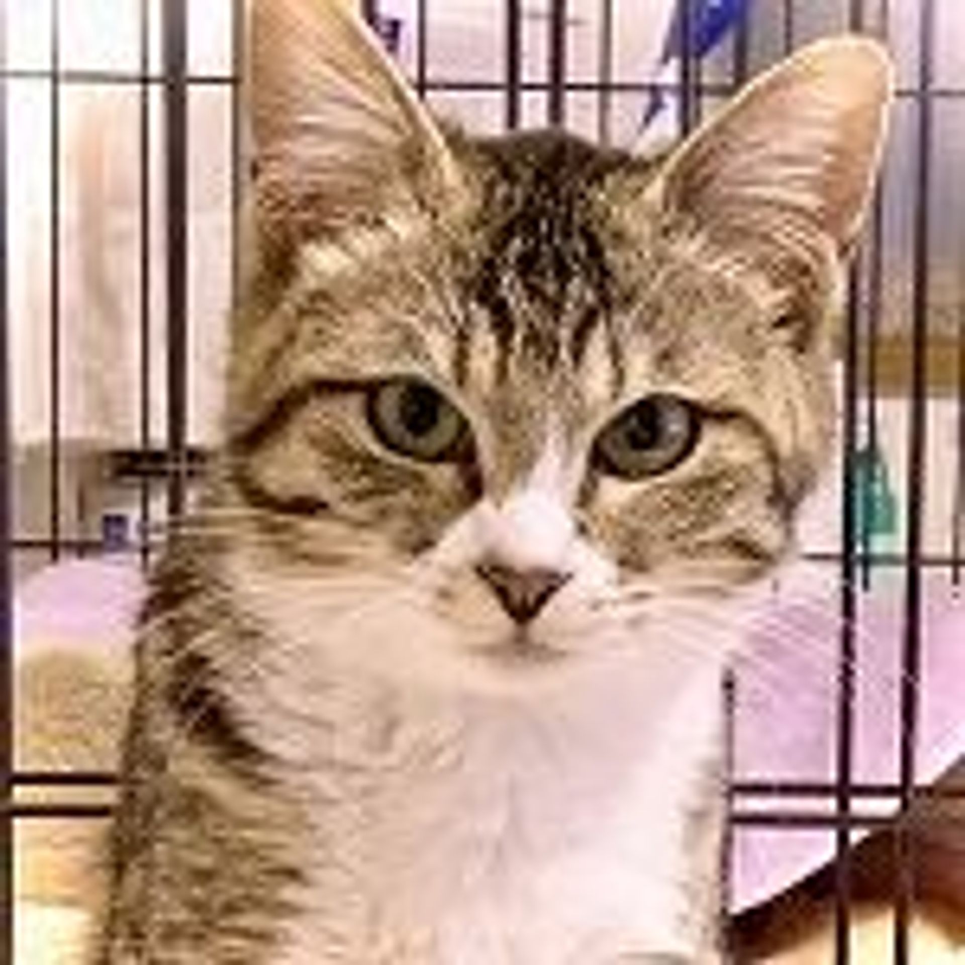 雑種（ミックス猫）・メスの里親募集の写真