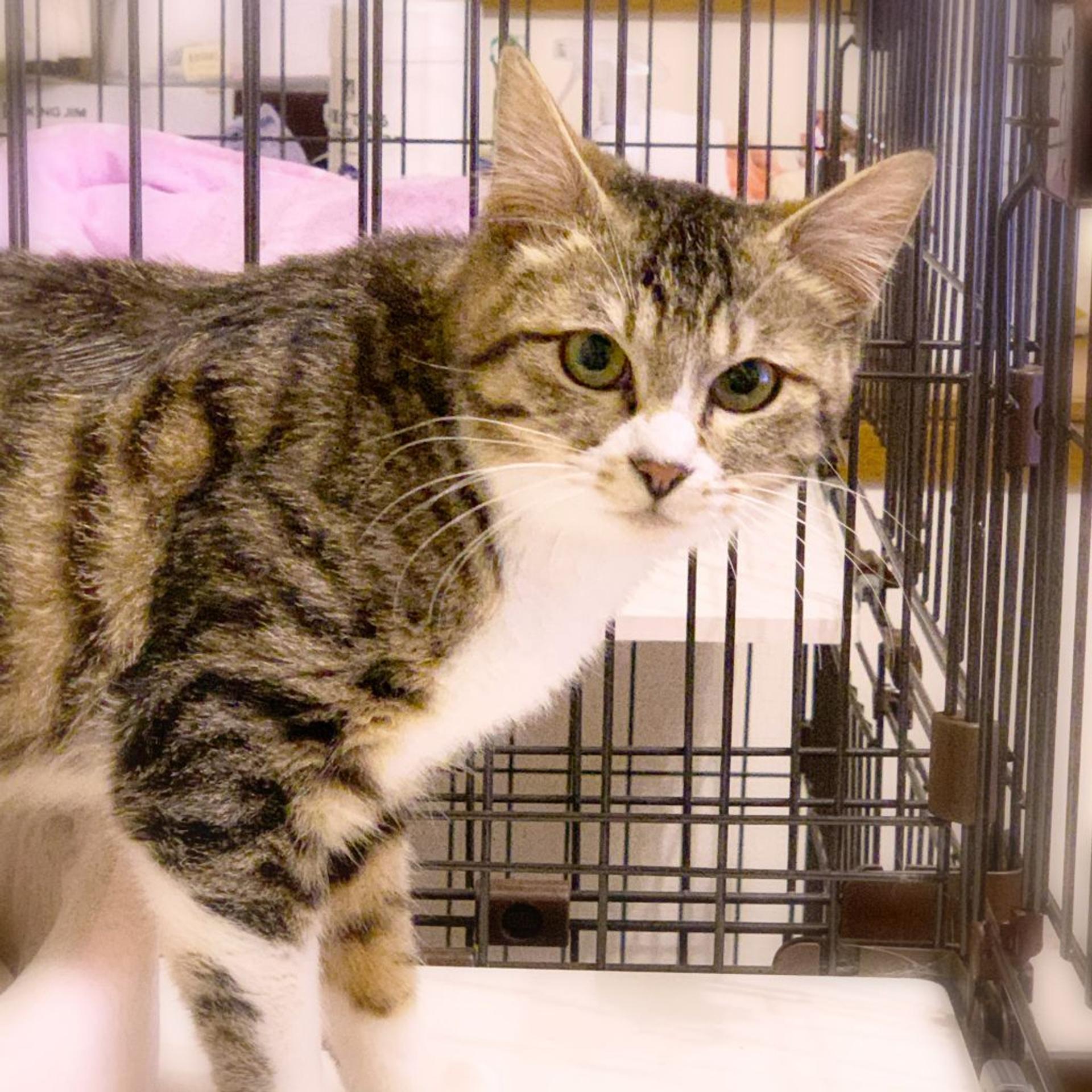 pet-image-2