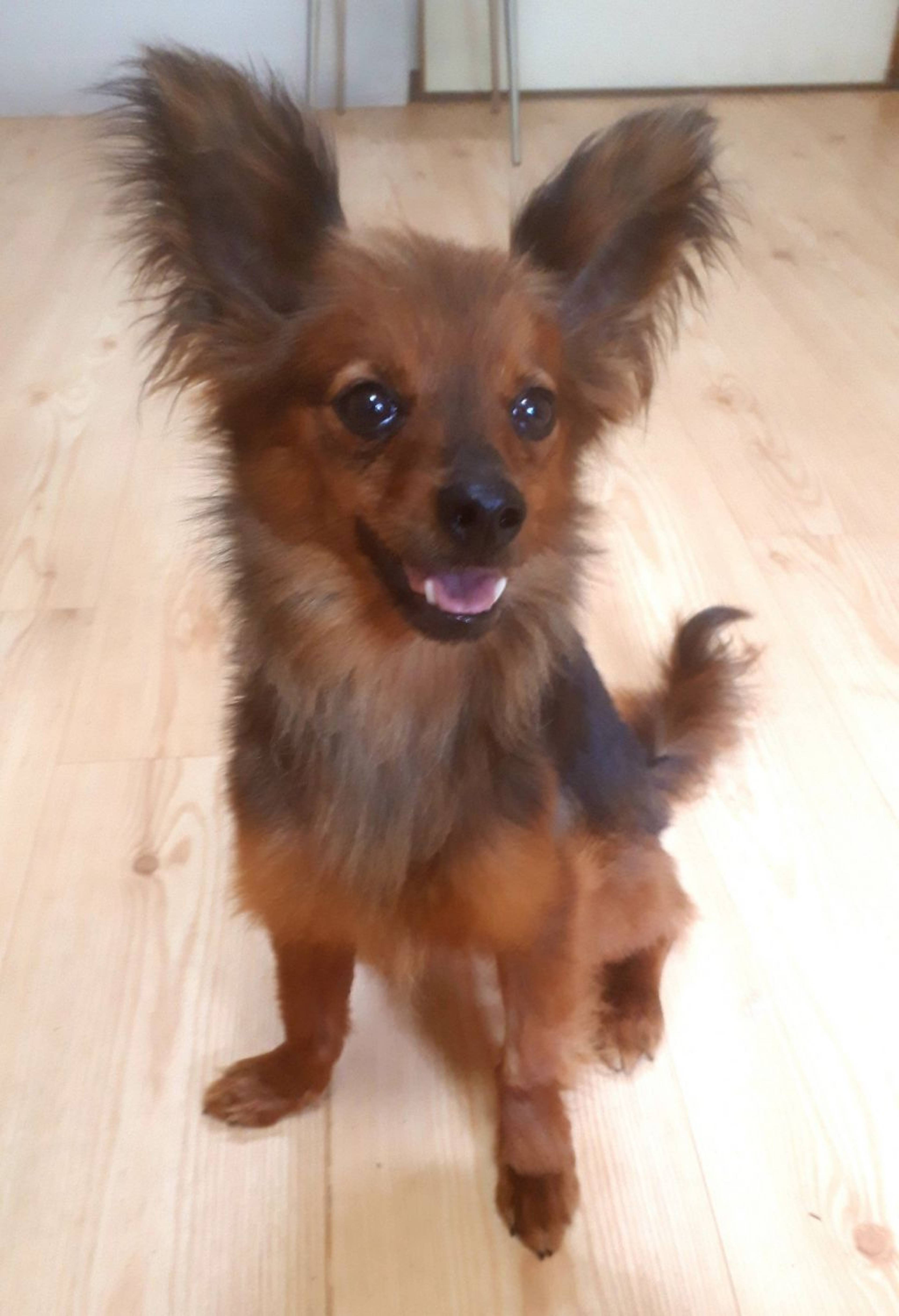 雑種（ミックス犬）・メスの里親募集の写真