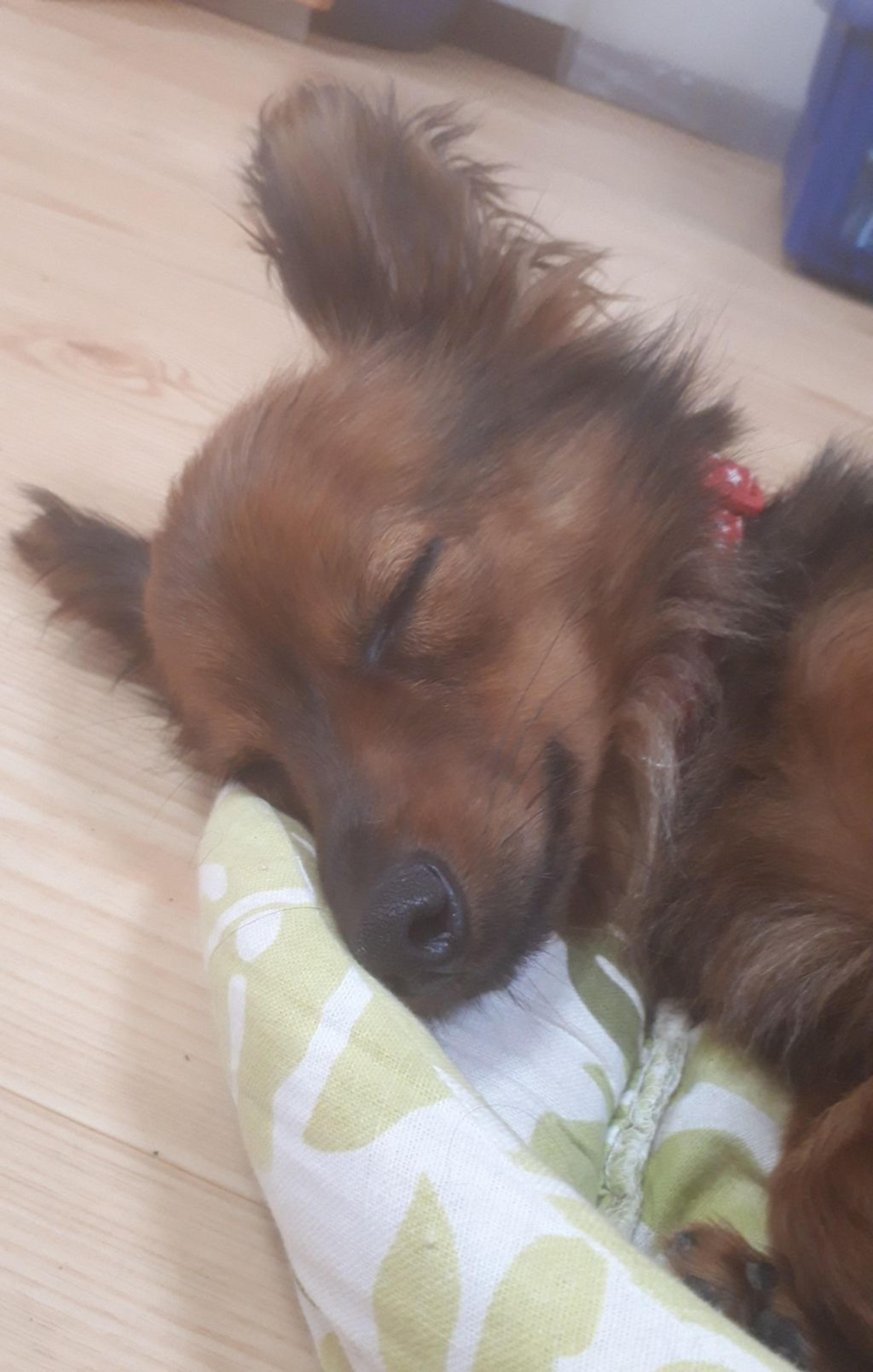 pet-image-2