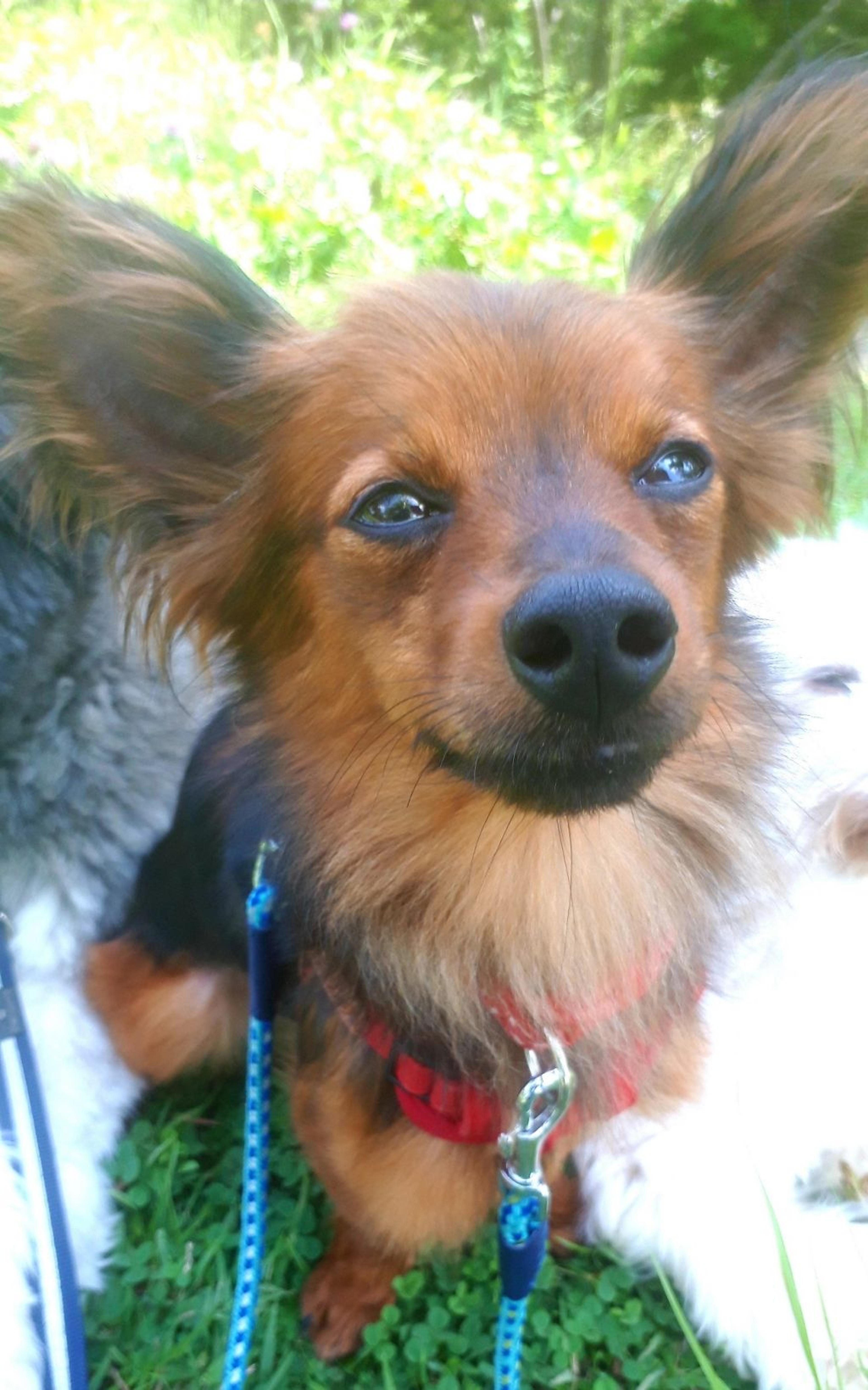 pet-image-3