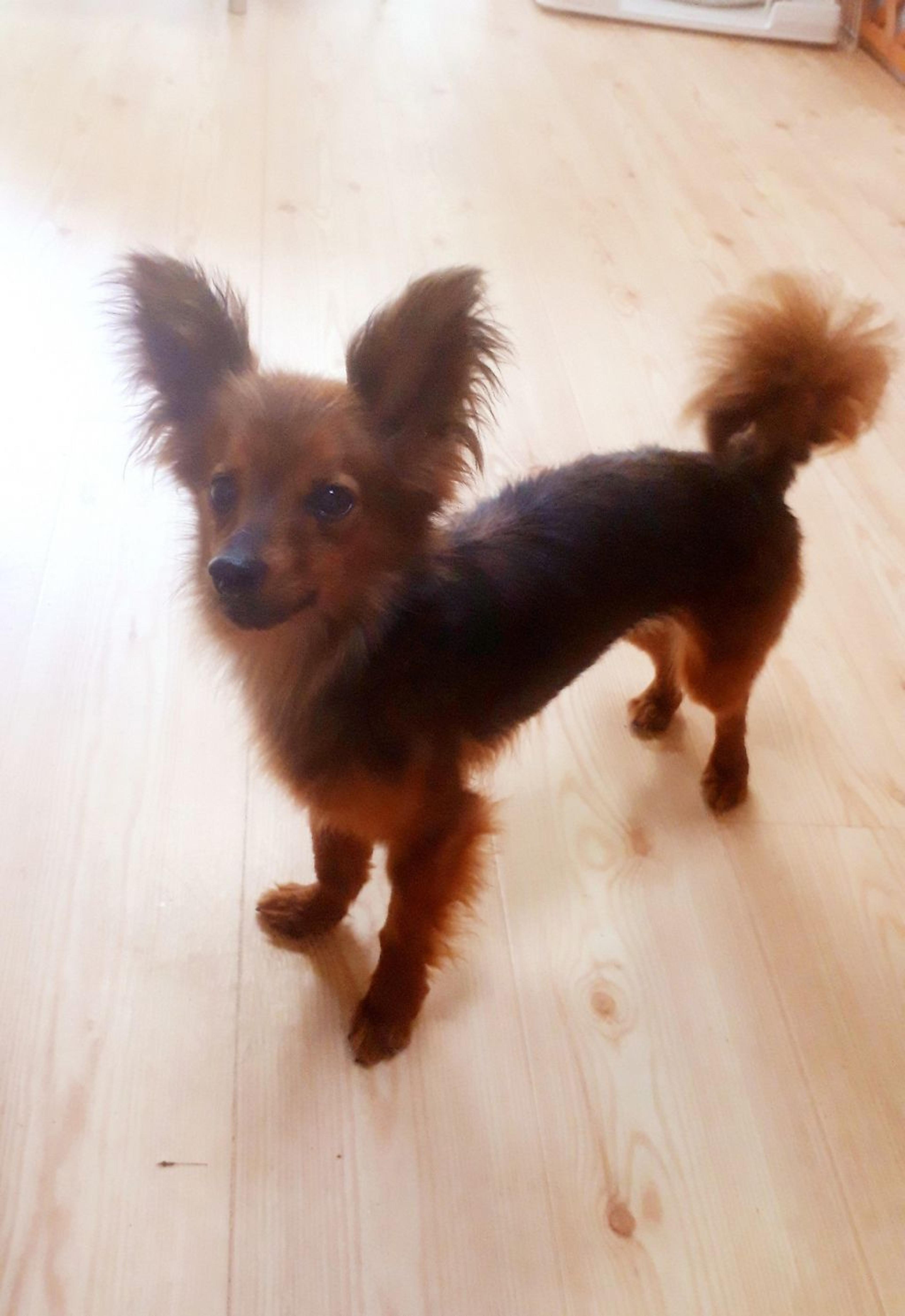 pet-image-4