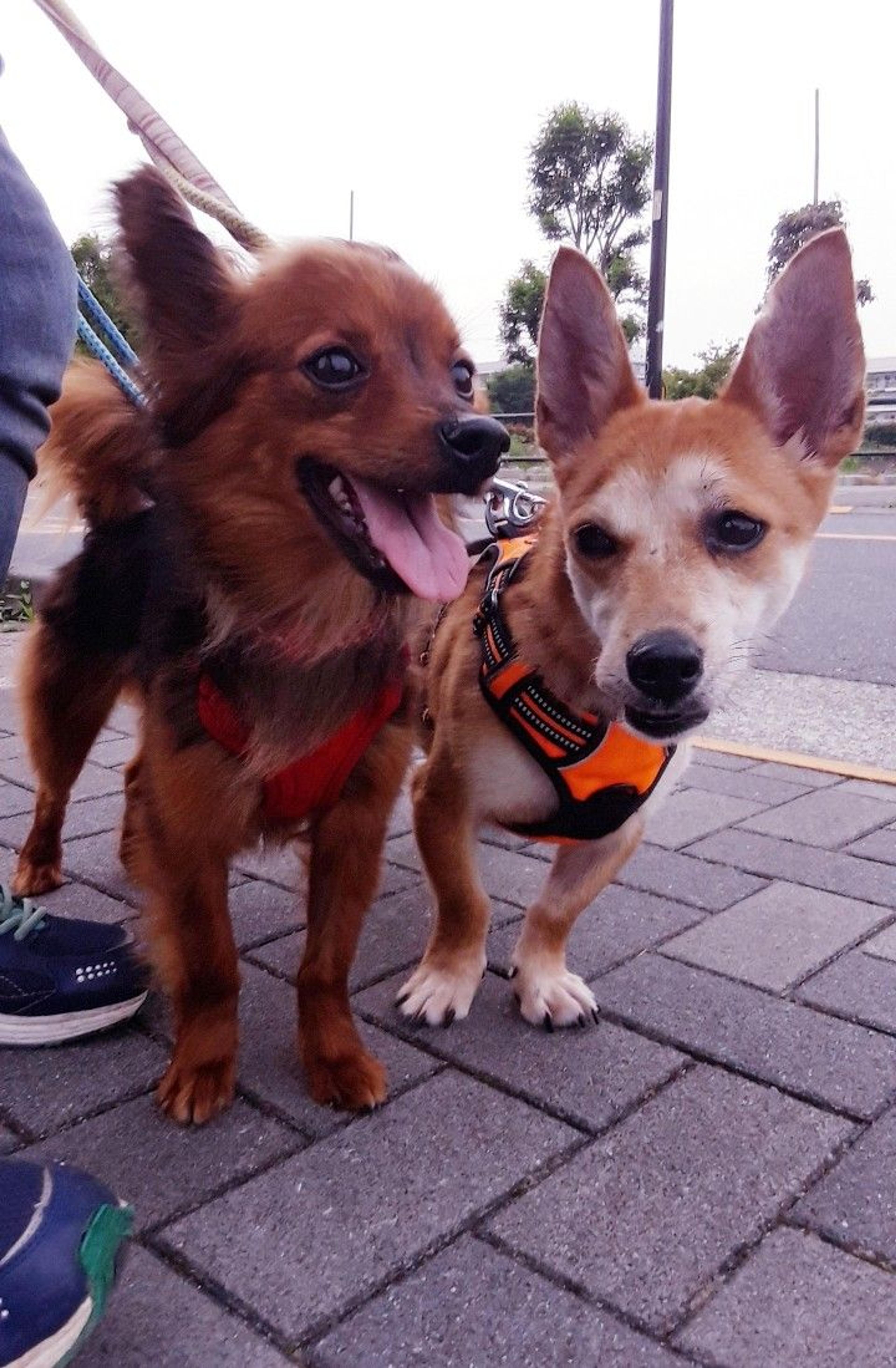 pet-image-5