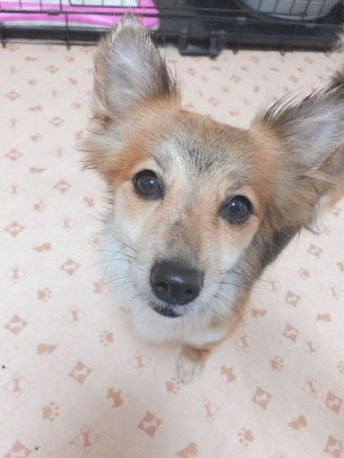 ピノコの写真