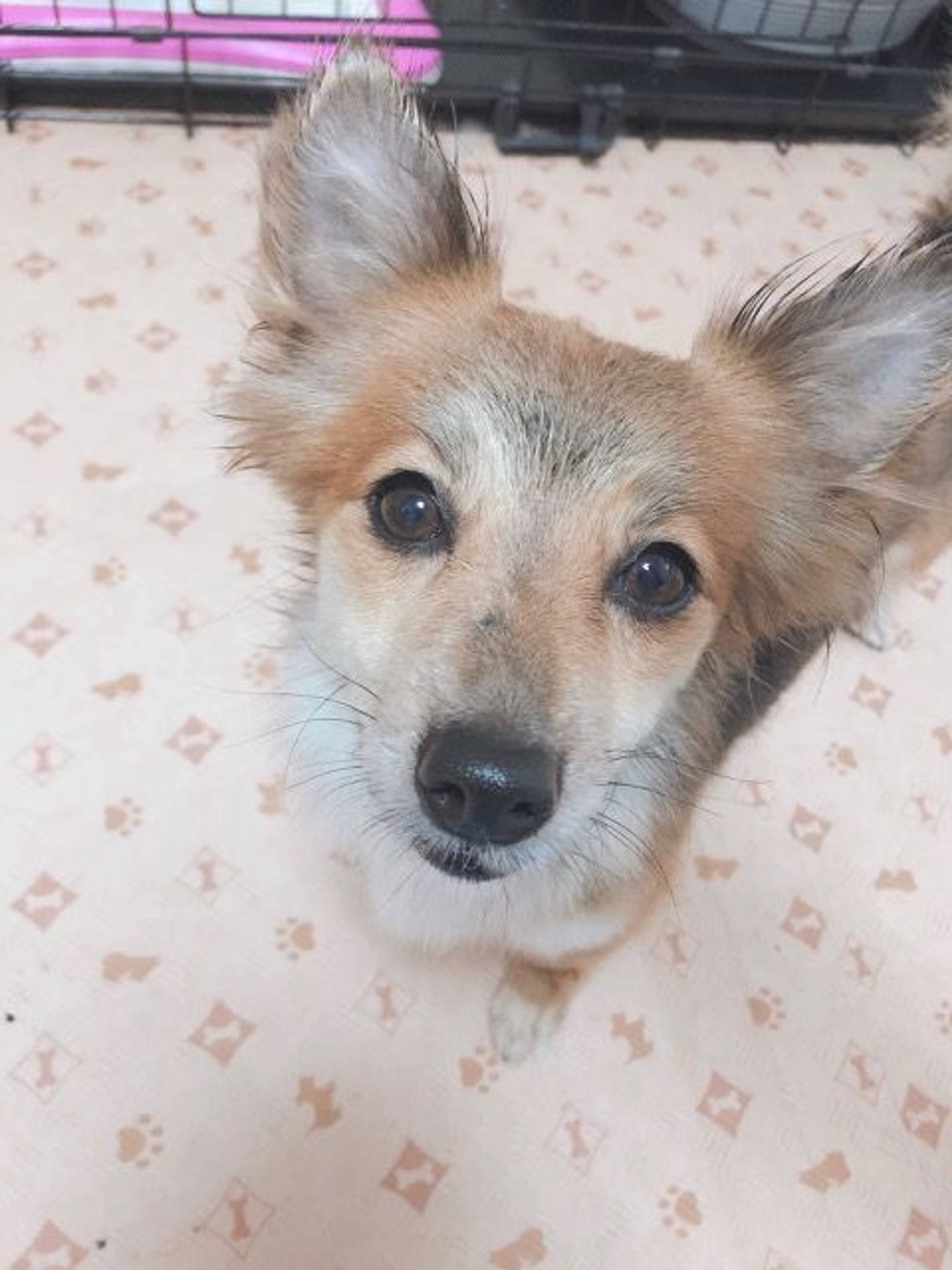 雑種（ミックス犬）・メスの里親募集の写真