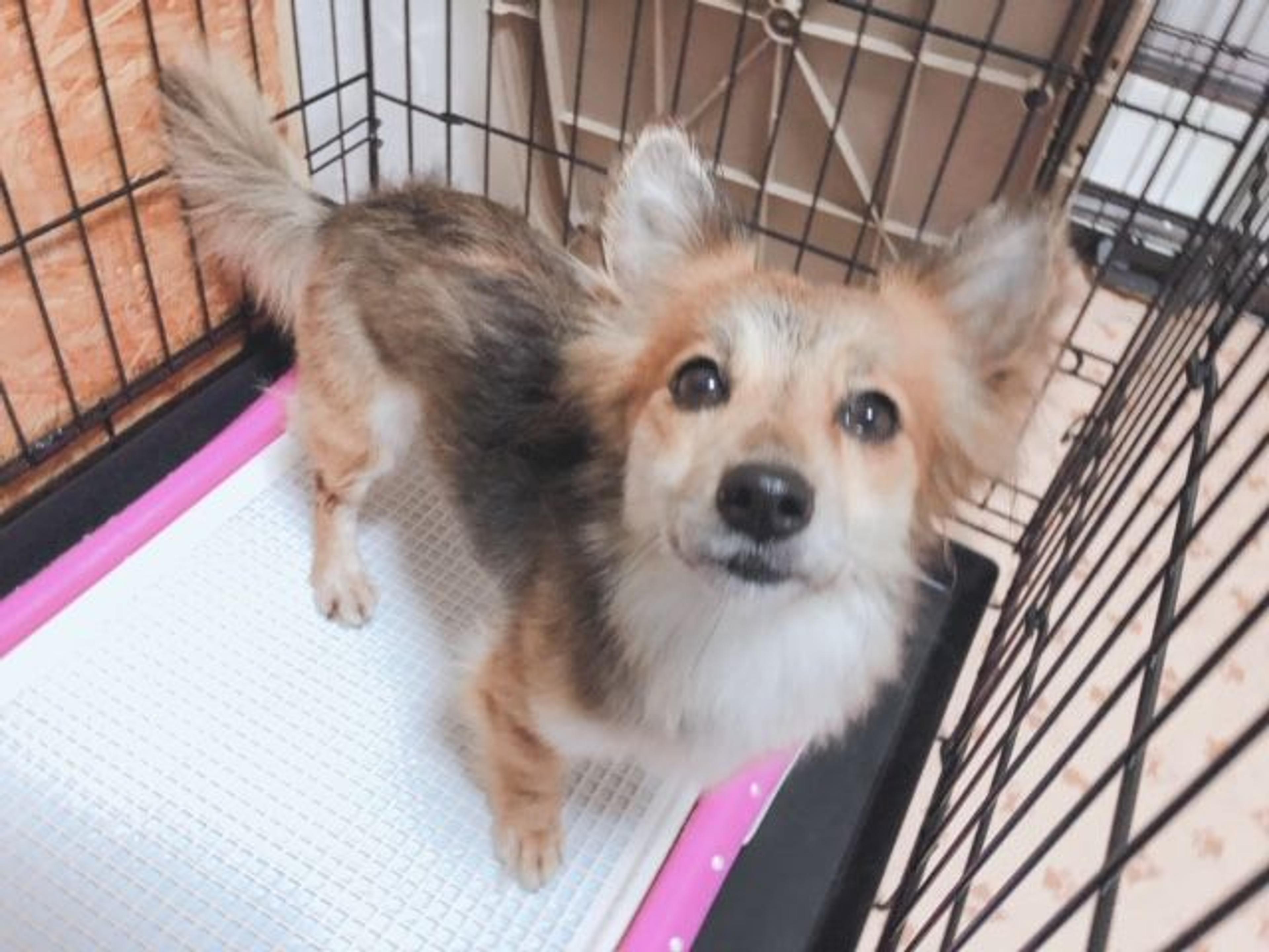 pet-image-2