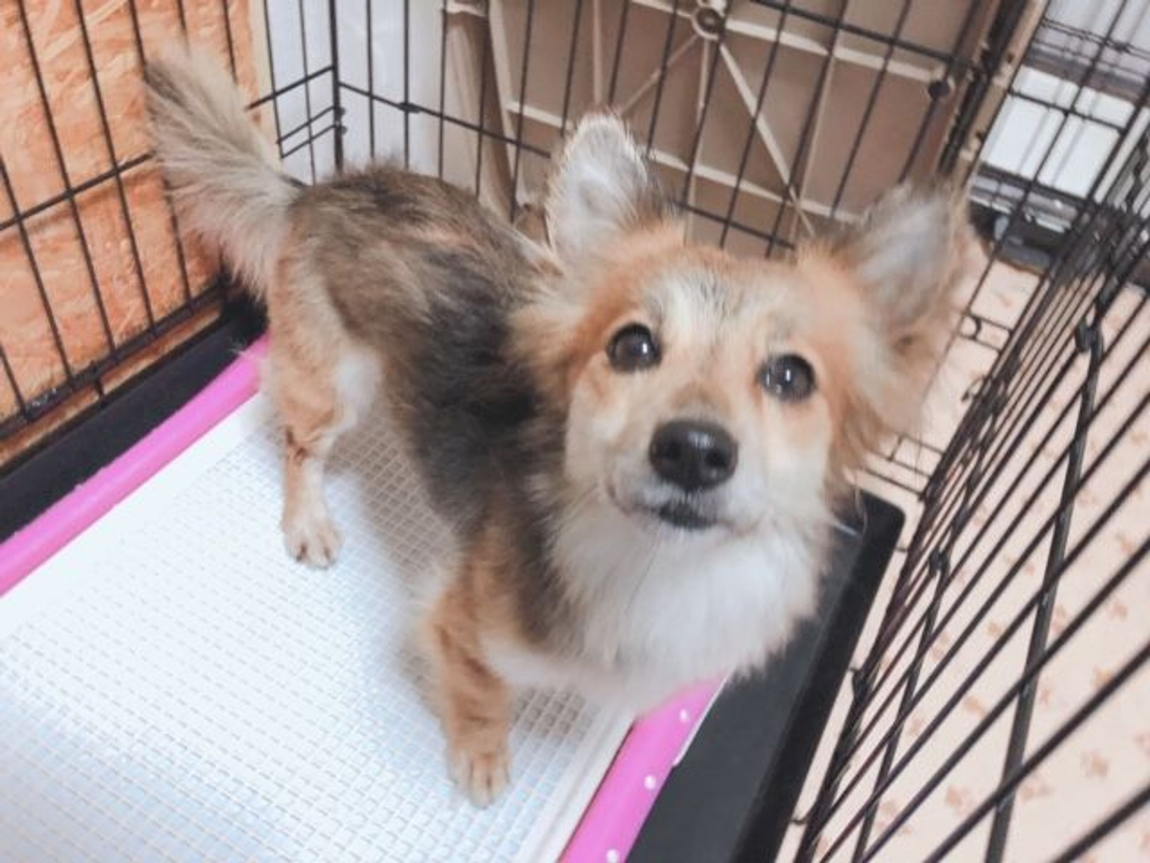 pet-image-2