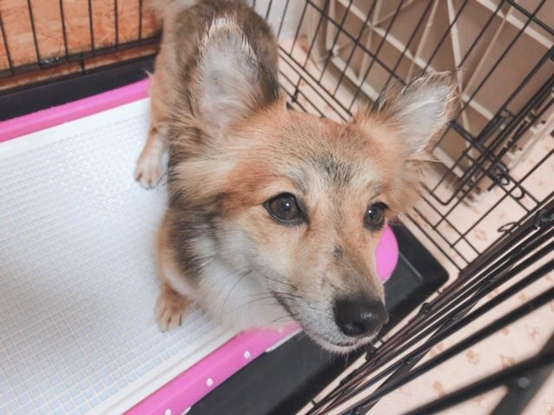pet-image-3