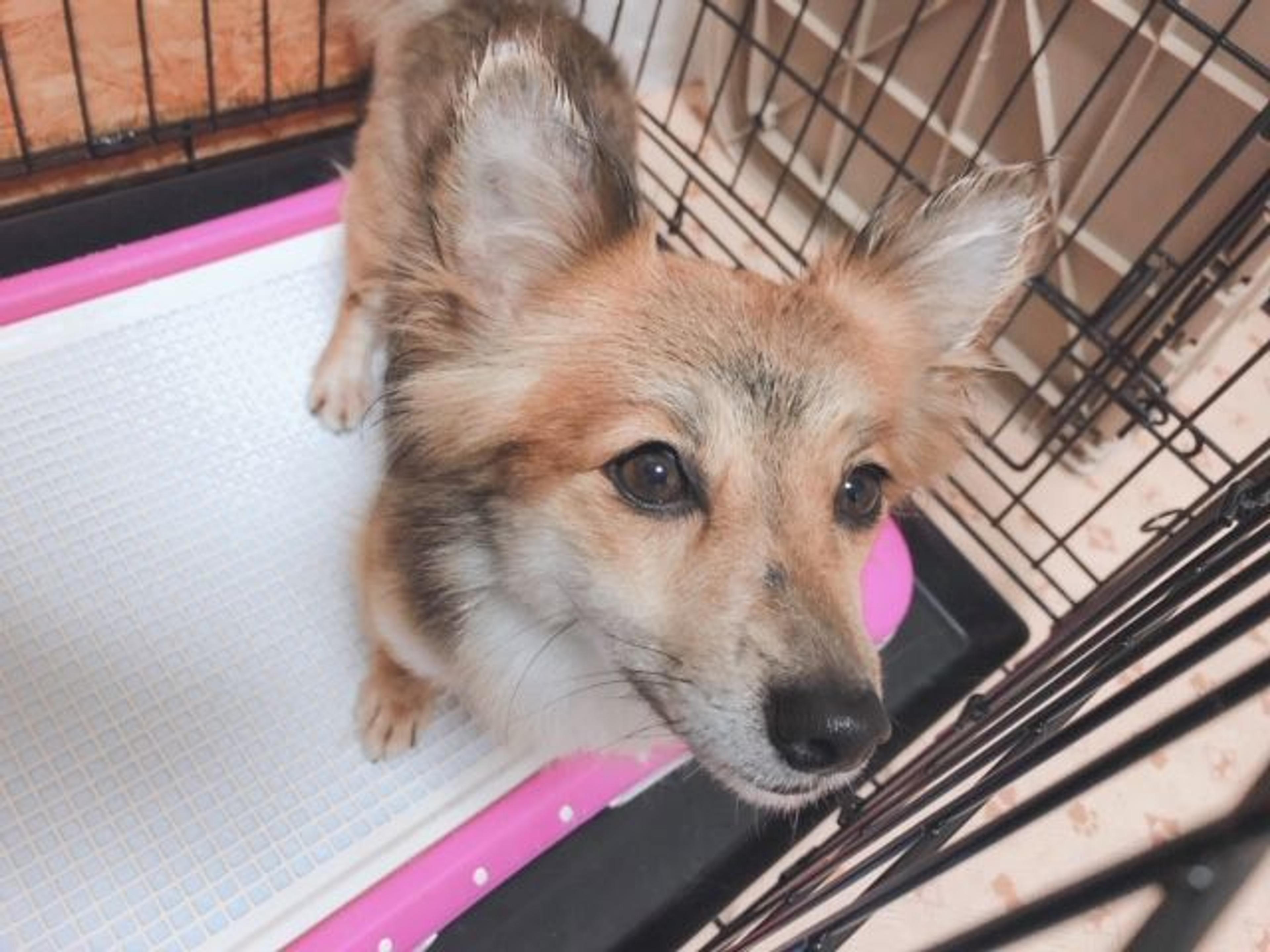 pet-image-3