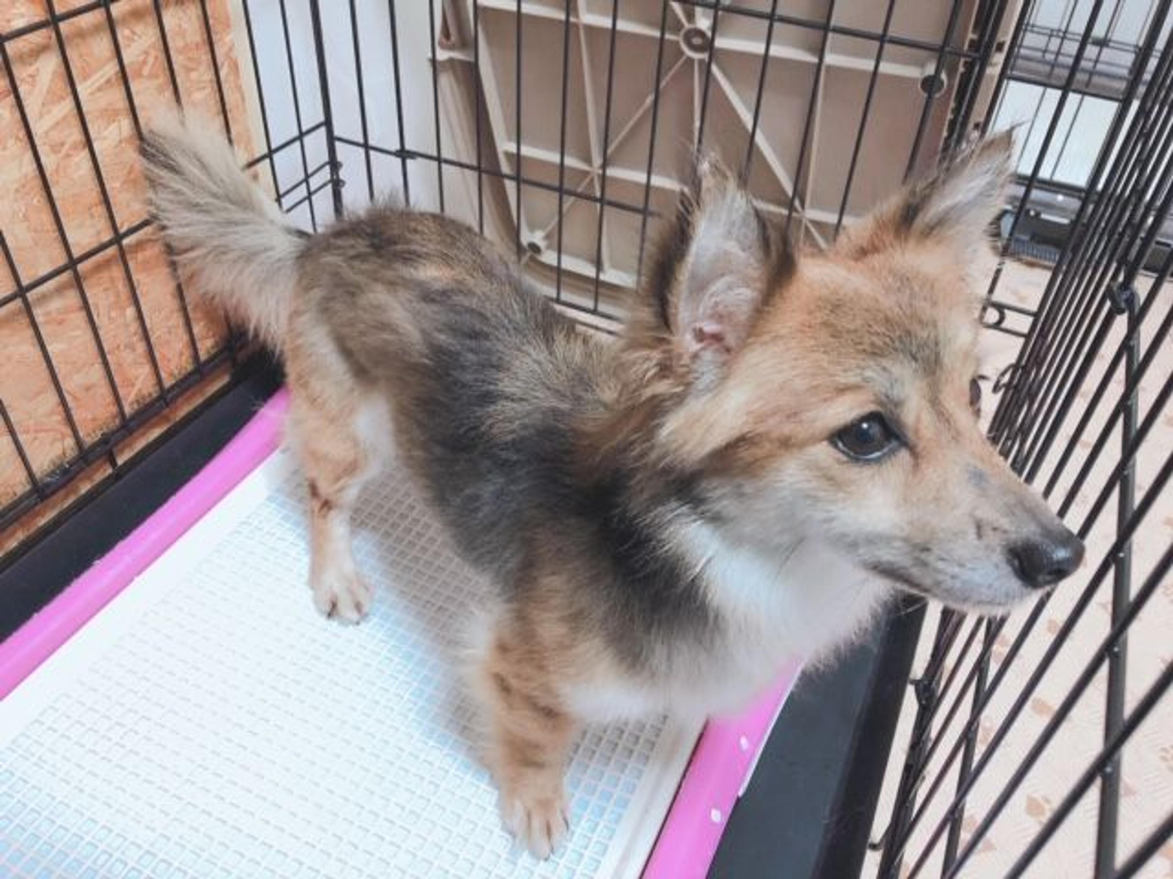 pet-image-4