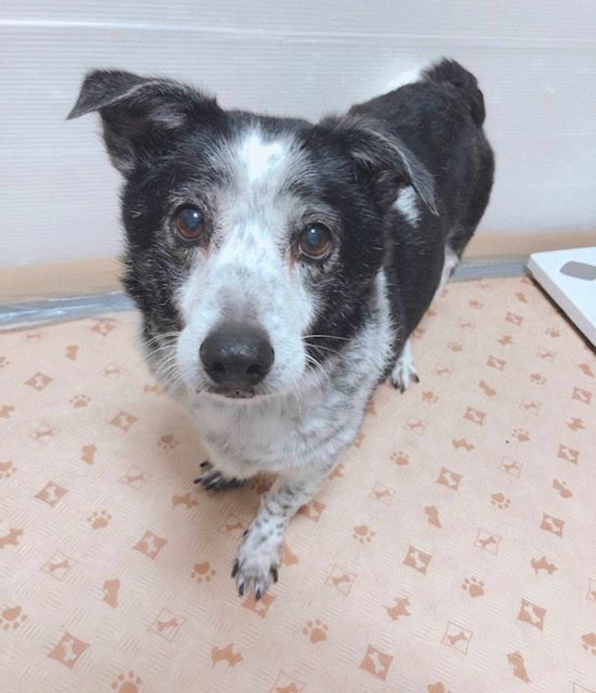 雑種（ミックス犬）・オスの里親募集の写真