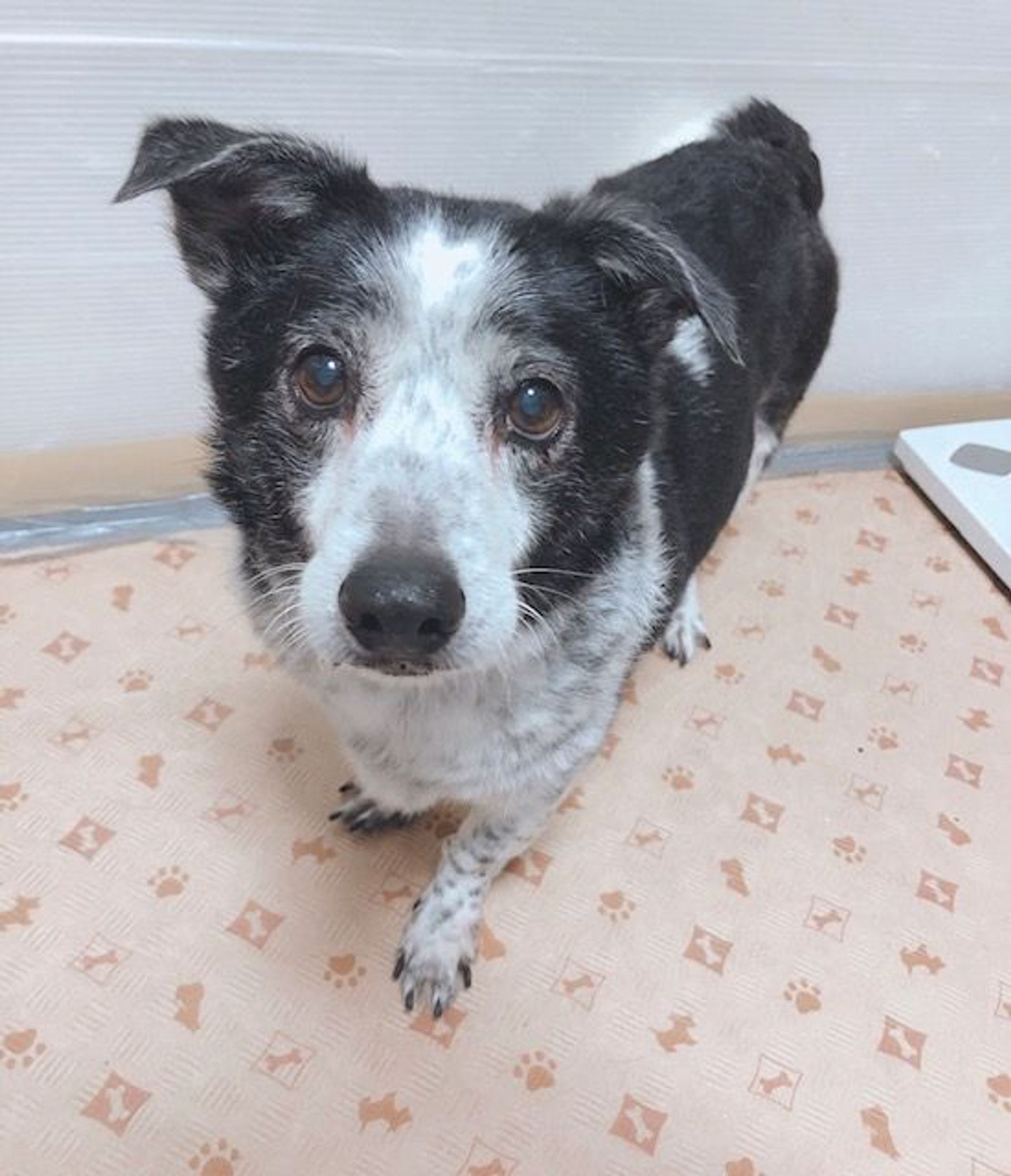 雑種（ミックス犬）・オスの里親募集の写真
