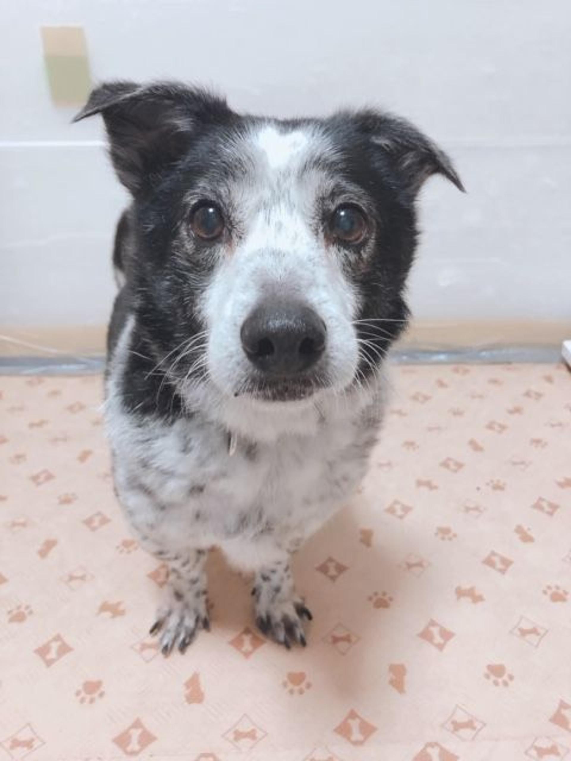 pet-image-3