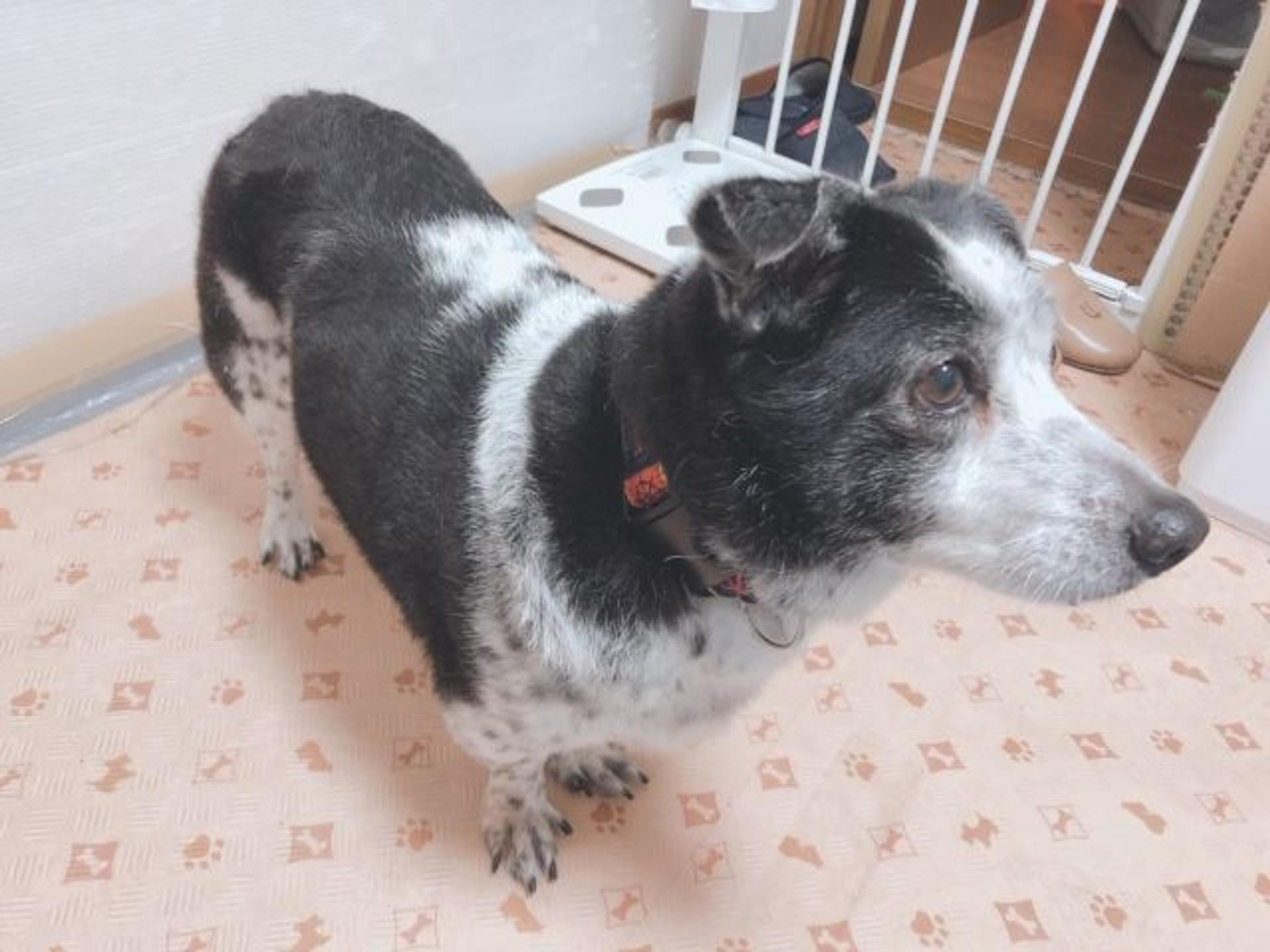 pet-image-7