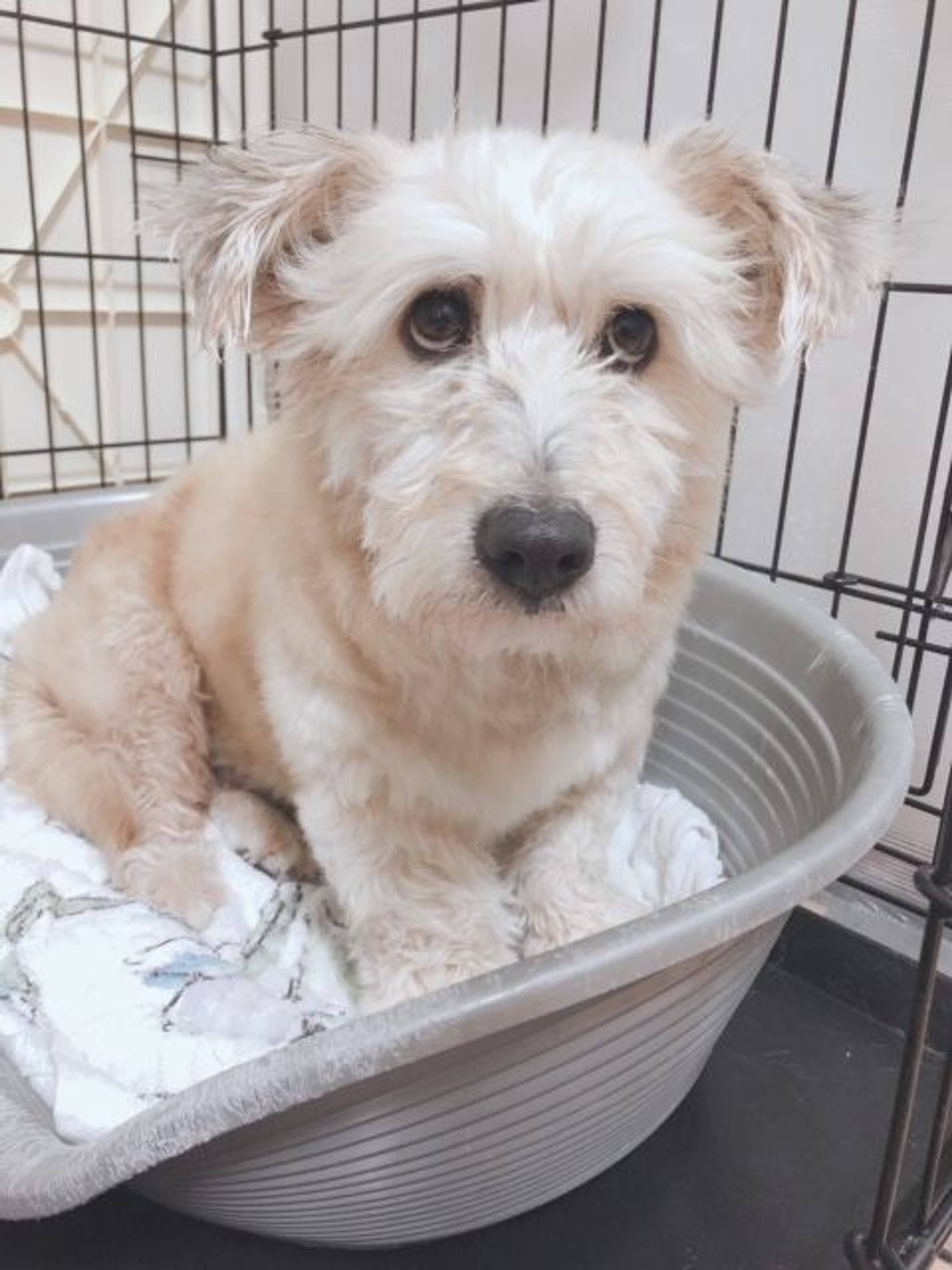 雑種（ミックス犬）・メスの里親募集の写真