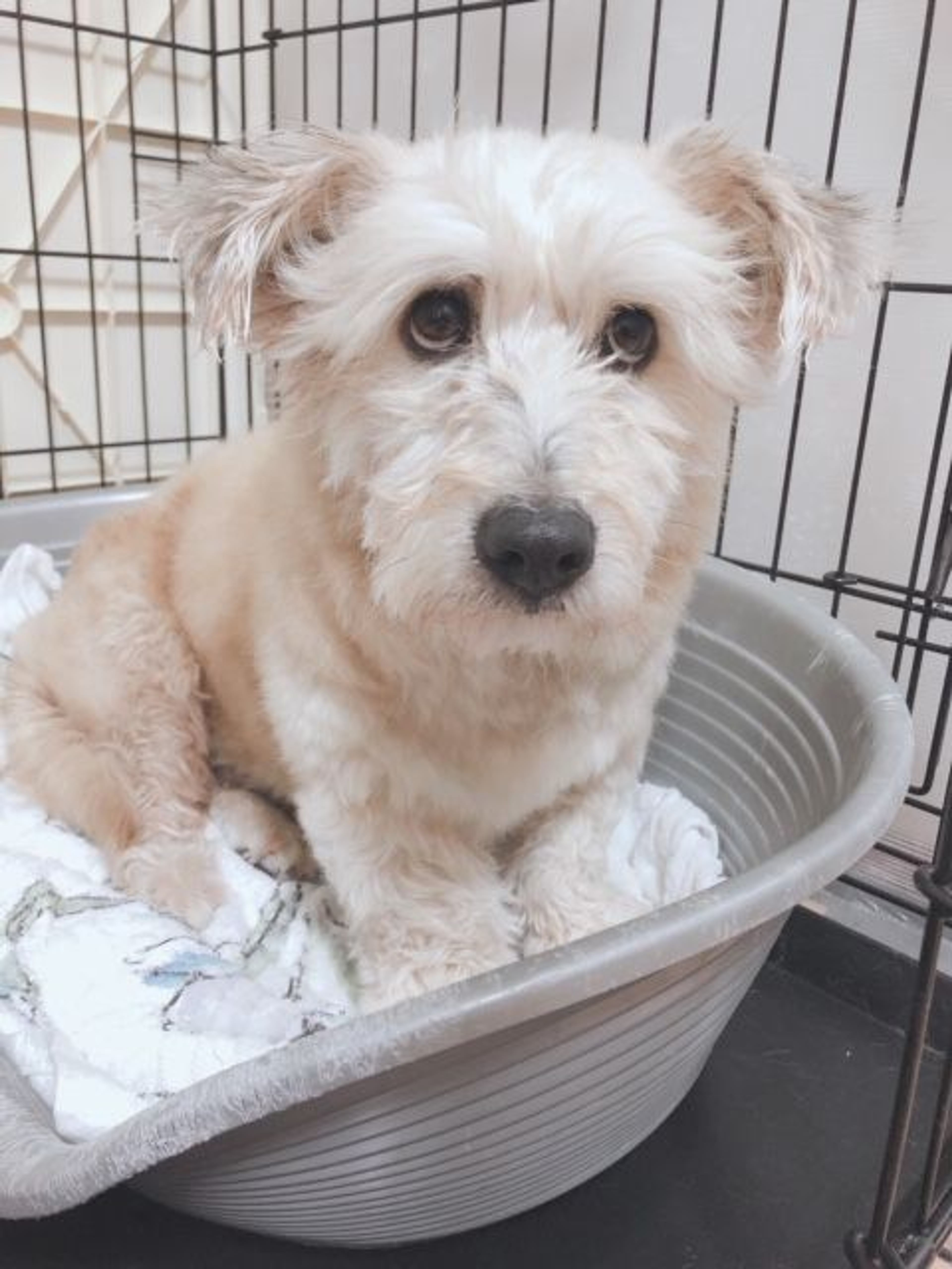 雑種（ミックス犬）・メスの里親募集の写真