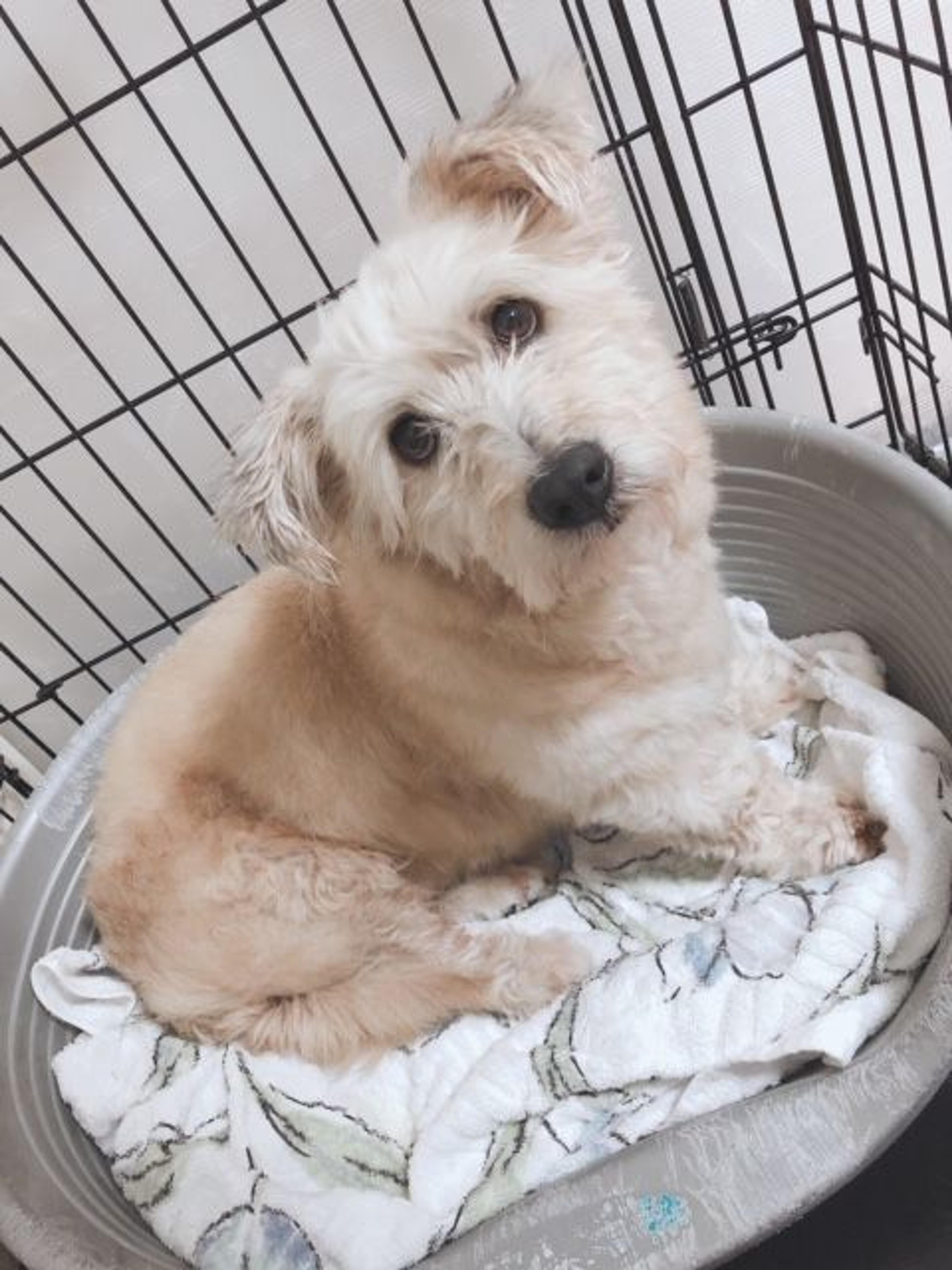 pet-image-2