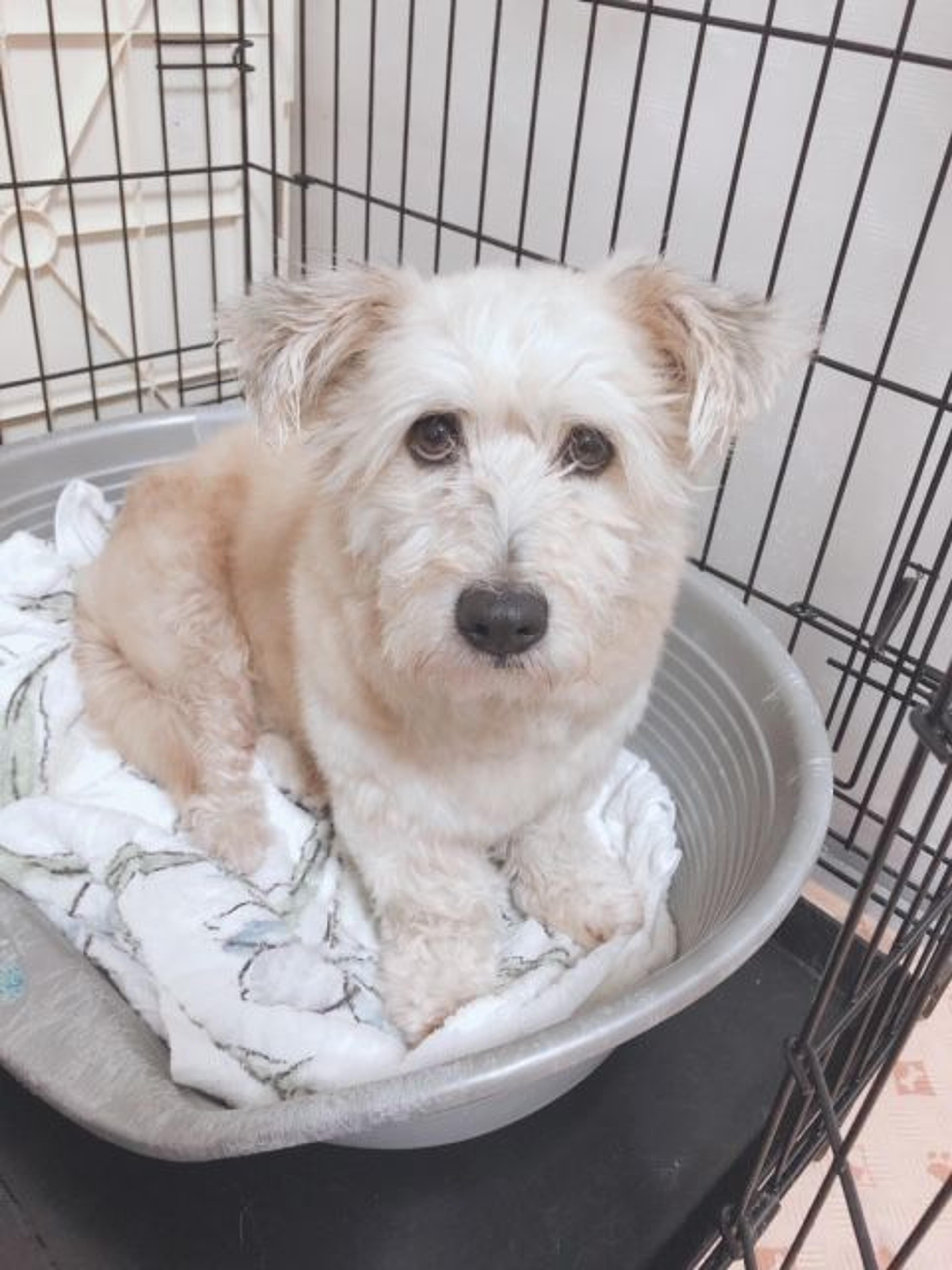 pet-image-3