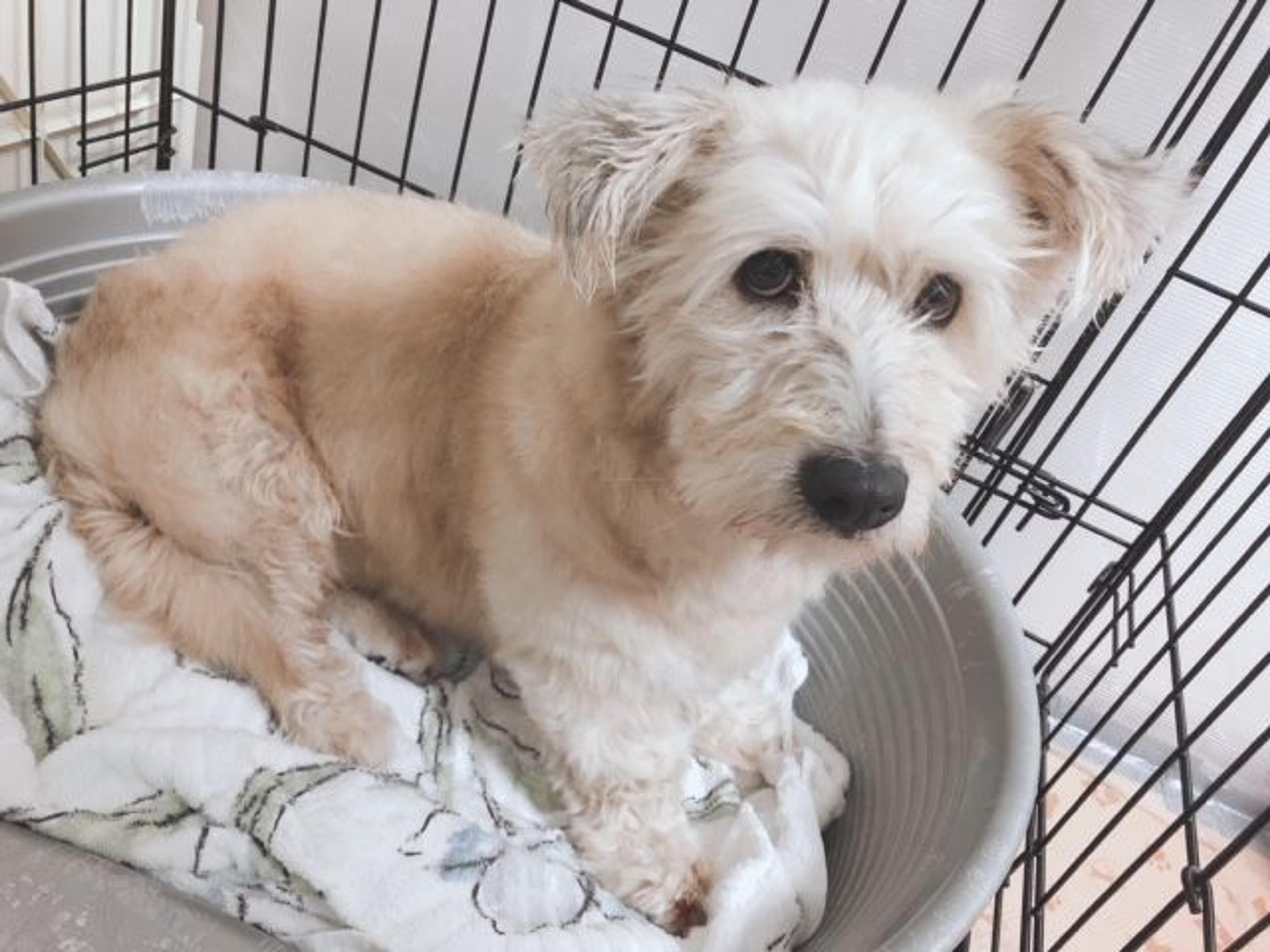 pet-image-4