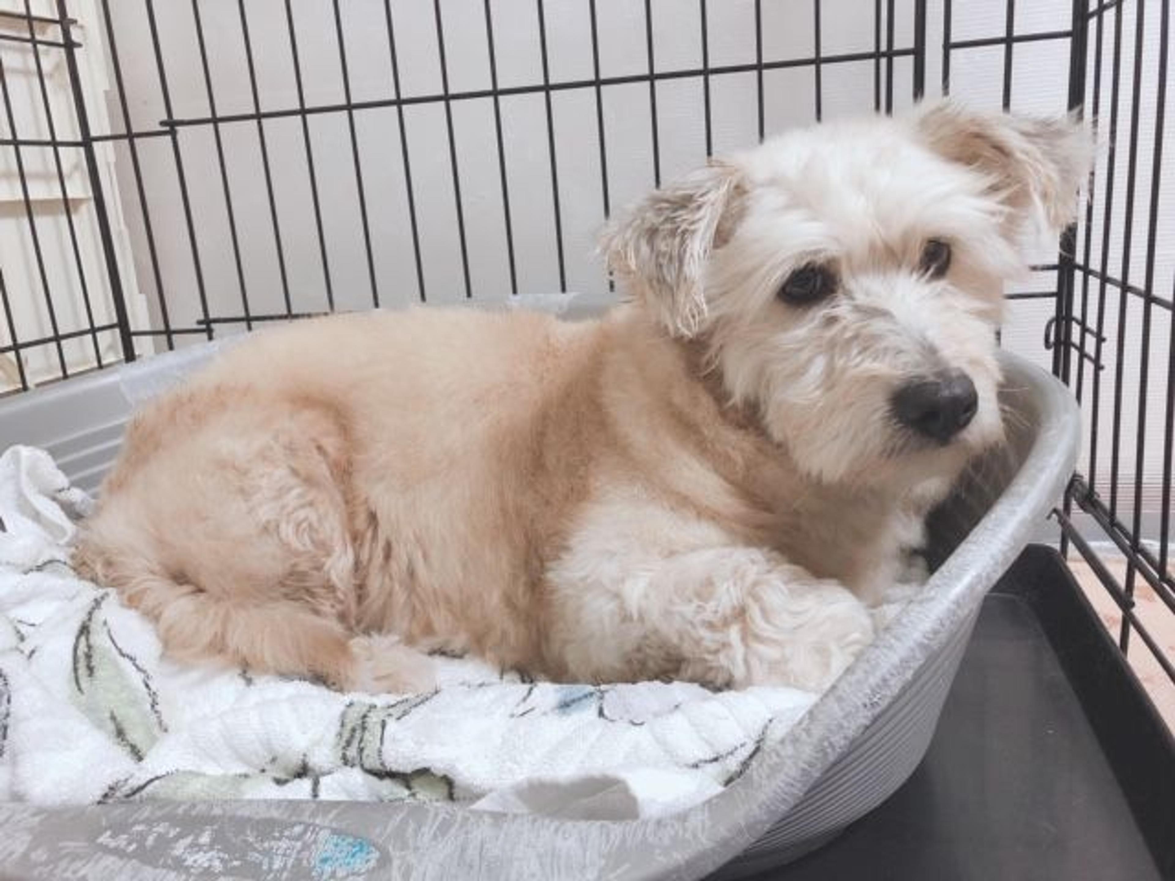 pet-image-5