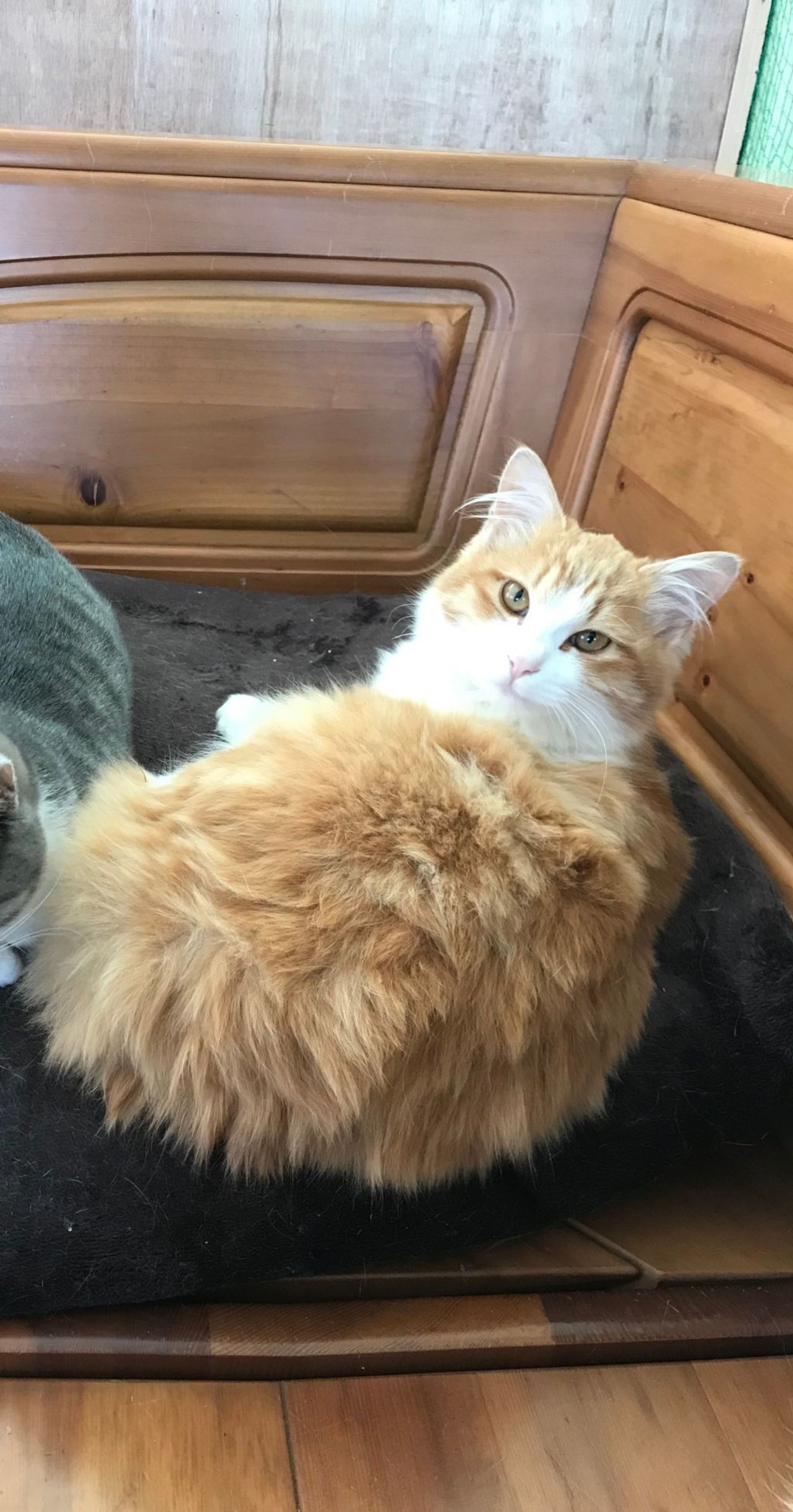 雑種（ミックス猫）・メスの里親募集の写真