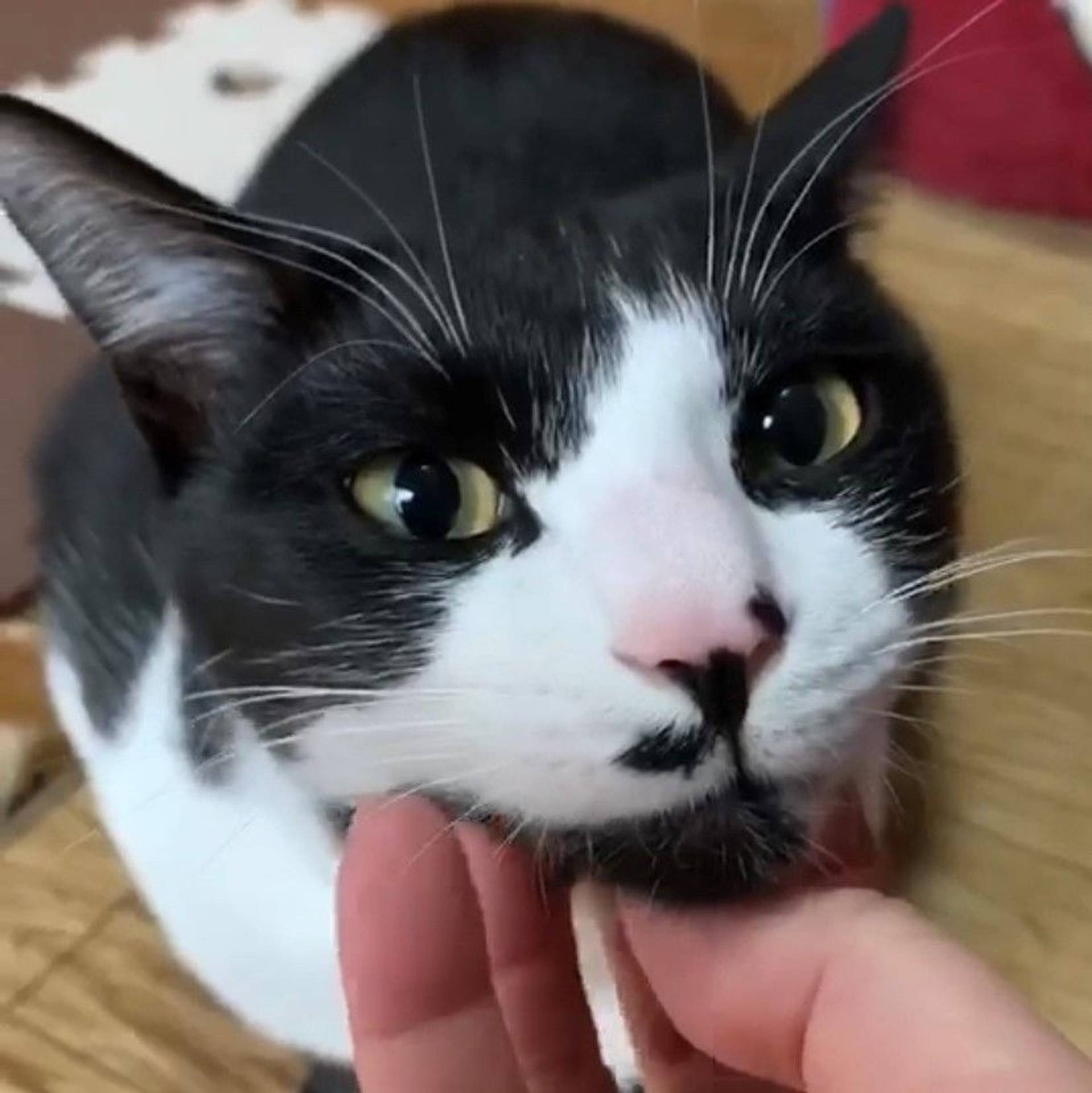雑種（ミックス猫）・オスの里親募集の写真