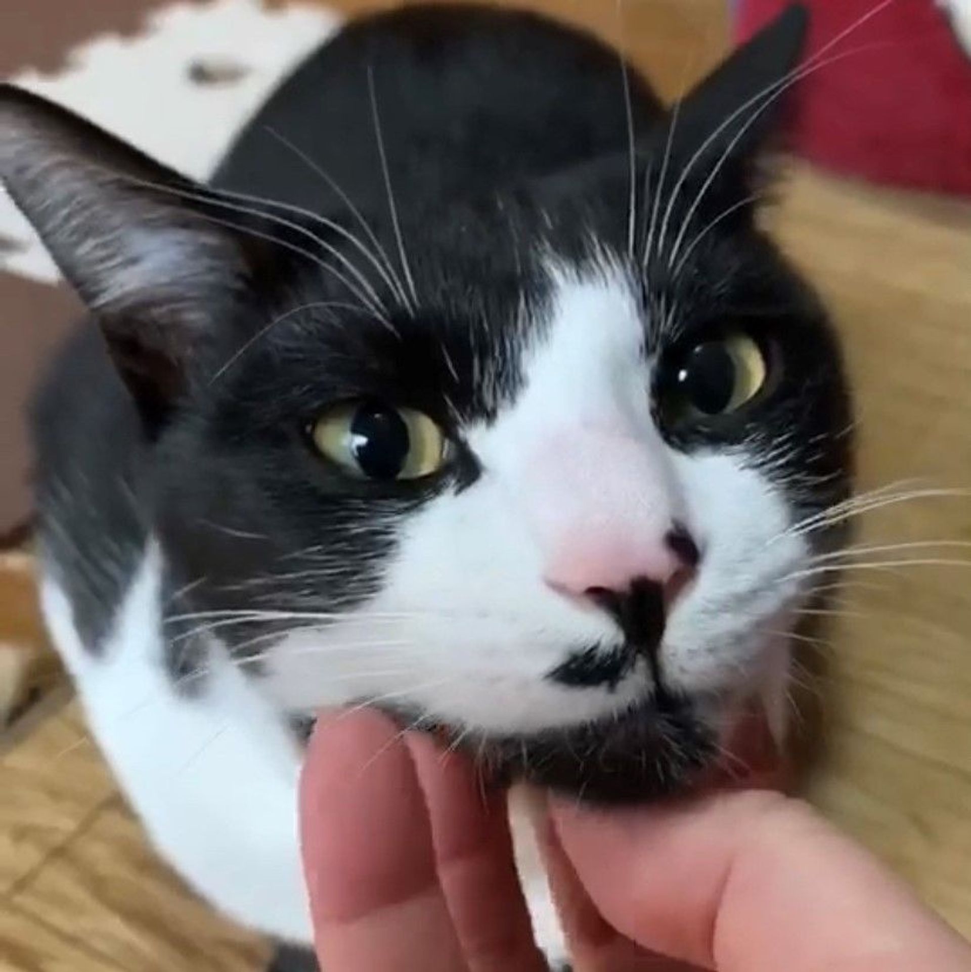 雑種（ミックス猫）・オスの里親募集の写真